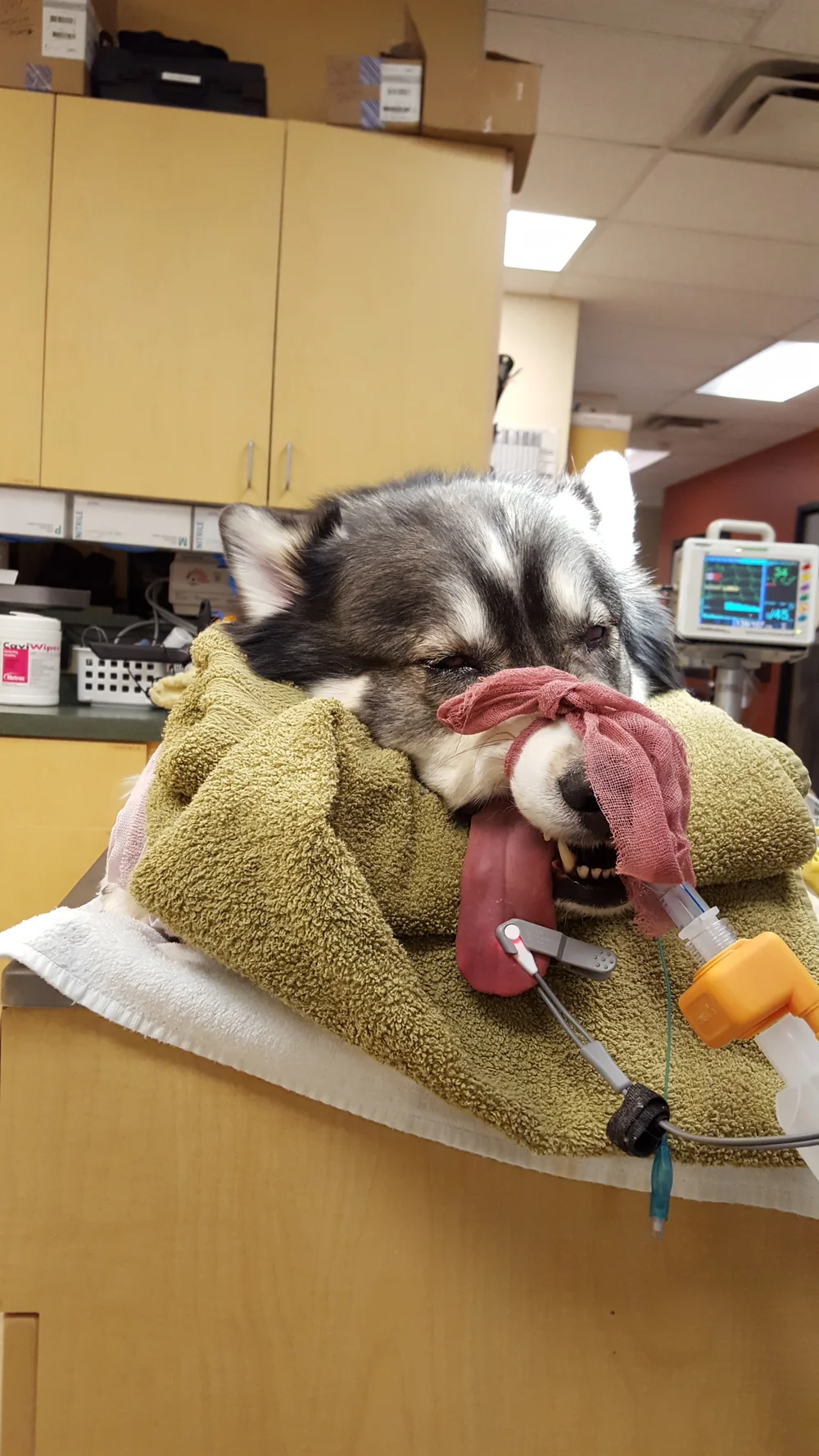 Tplo Surgery Goldilocks And The Wolf