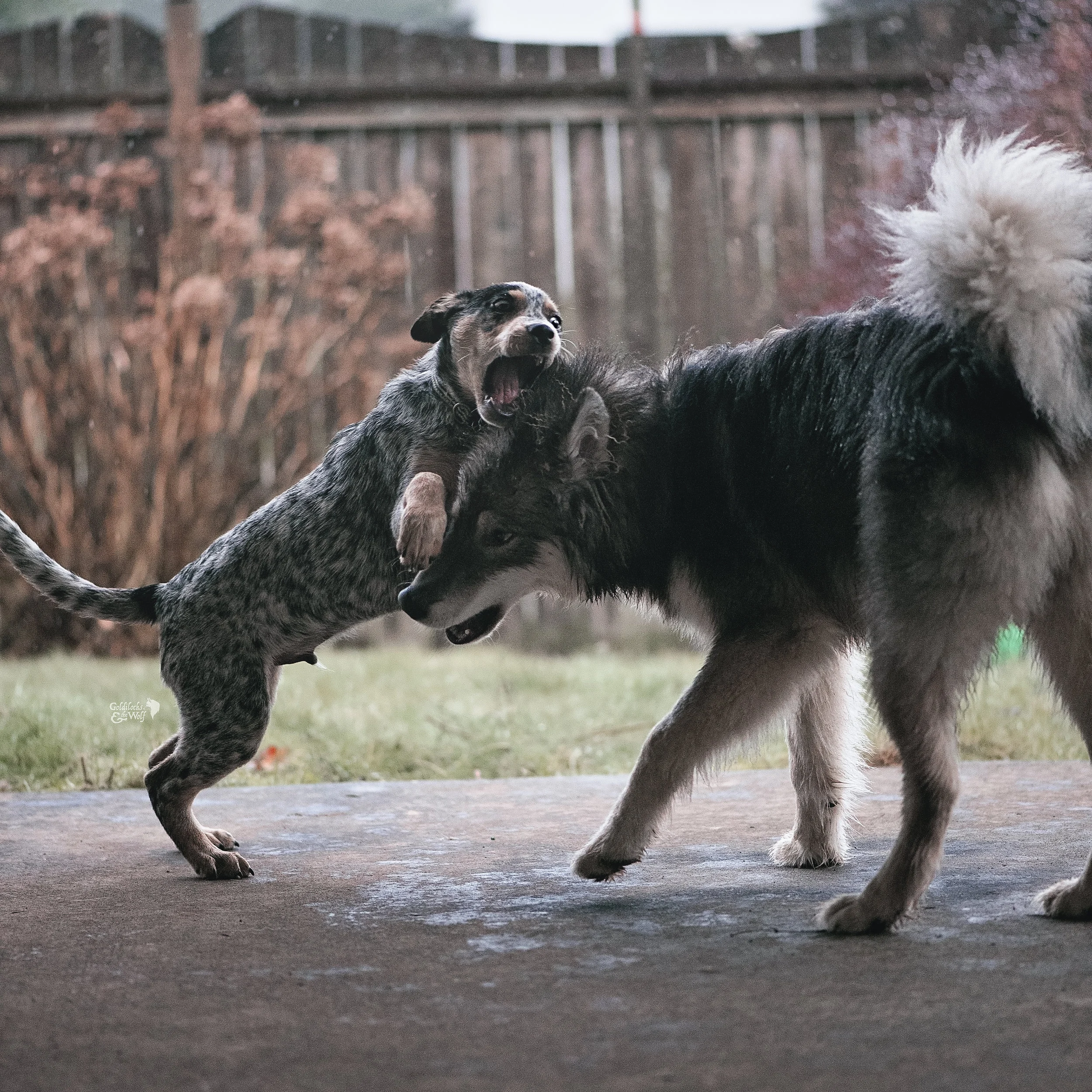 Max and Dovah having a puppy romp
