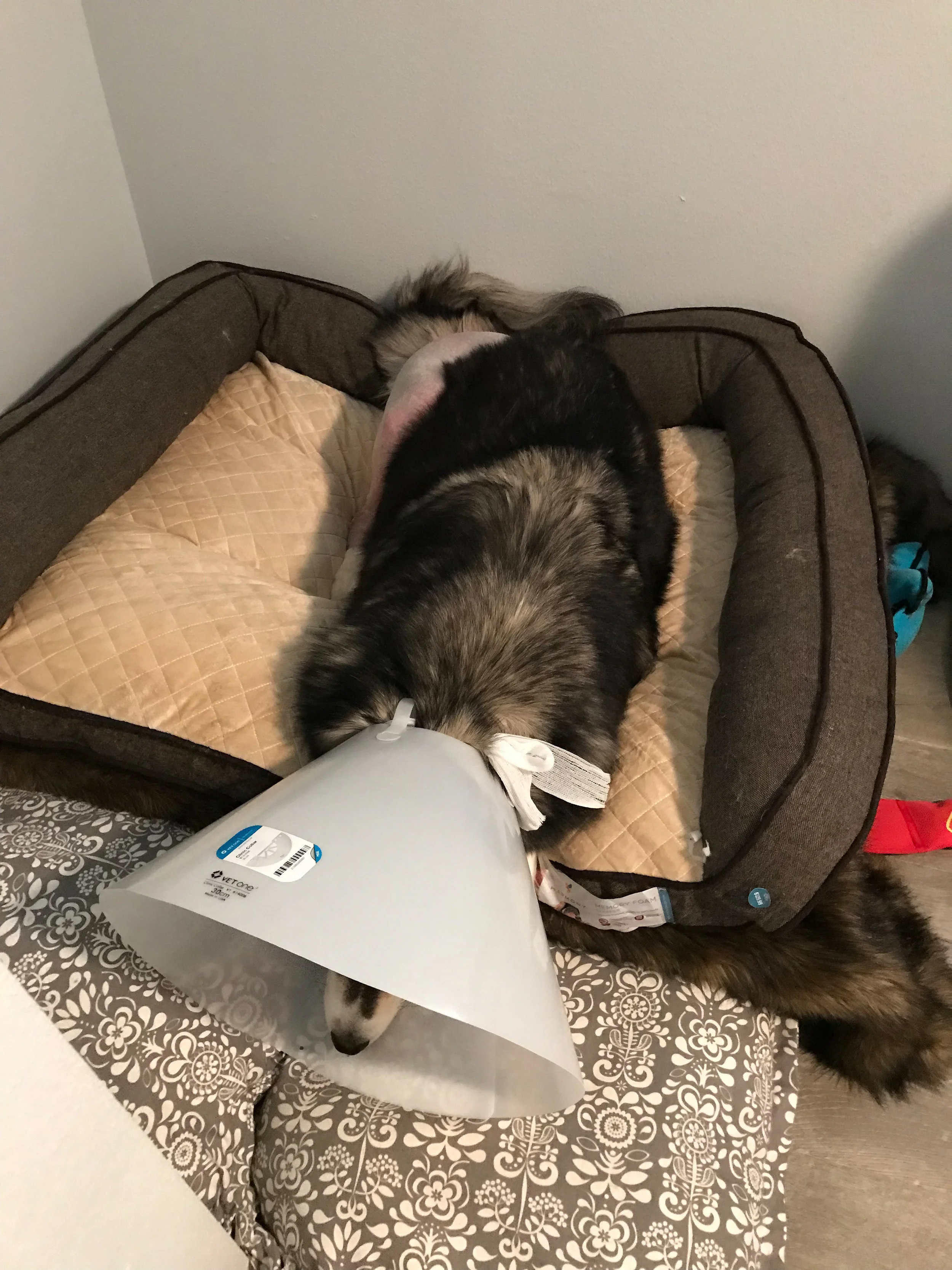Snuggled up on his dog bed