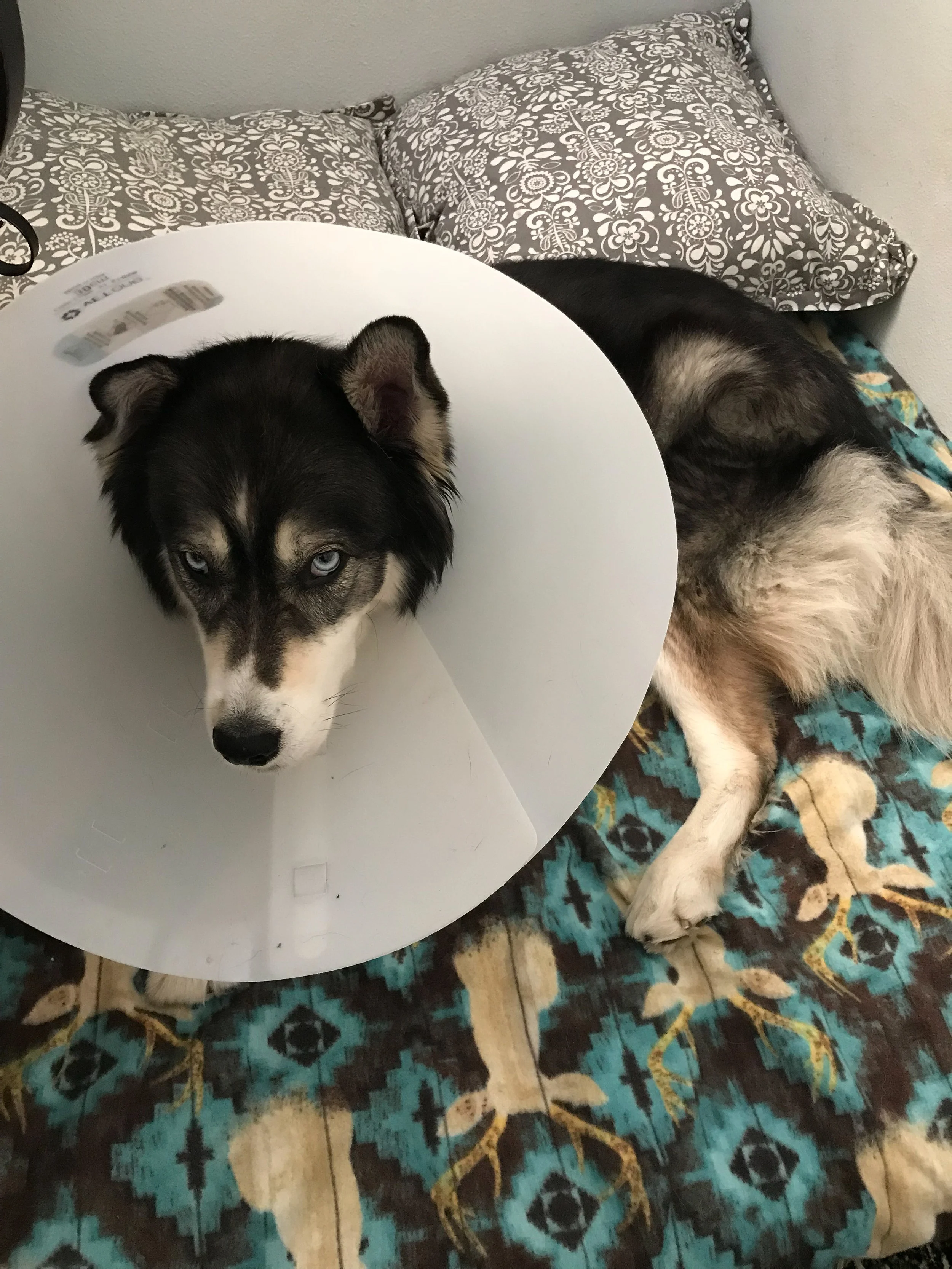 Resting on his other bed