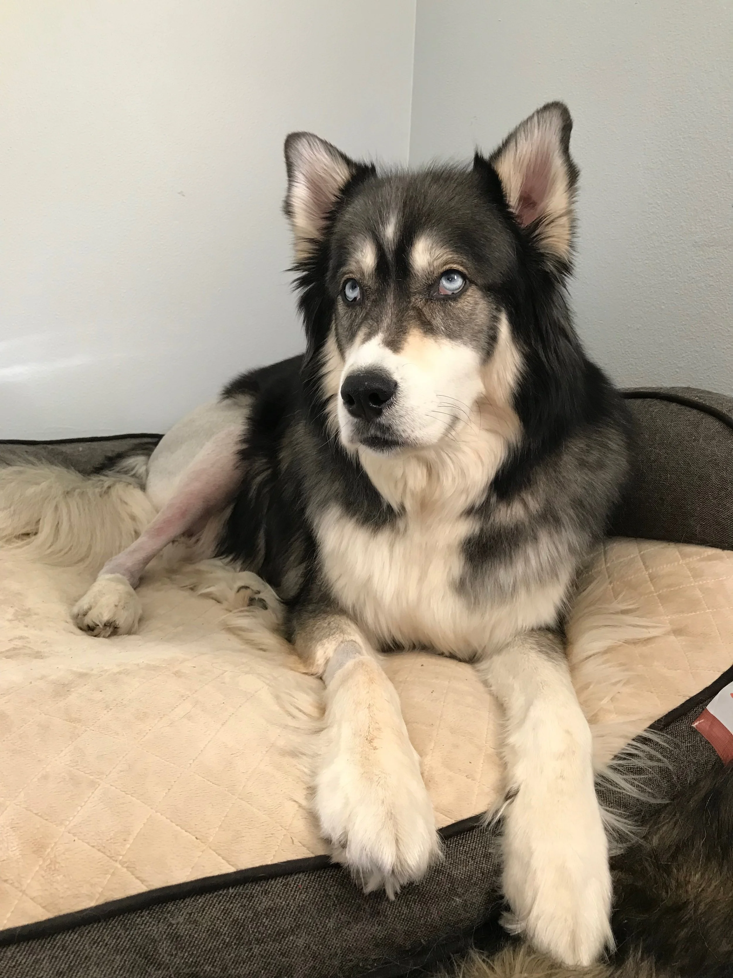 Upset face of being forced to rest
