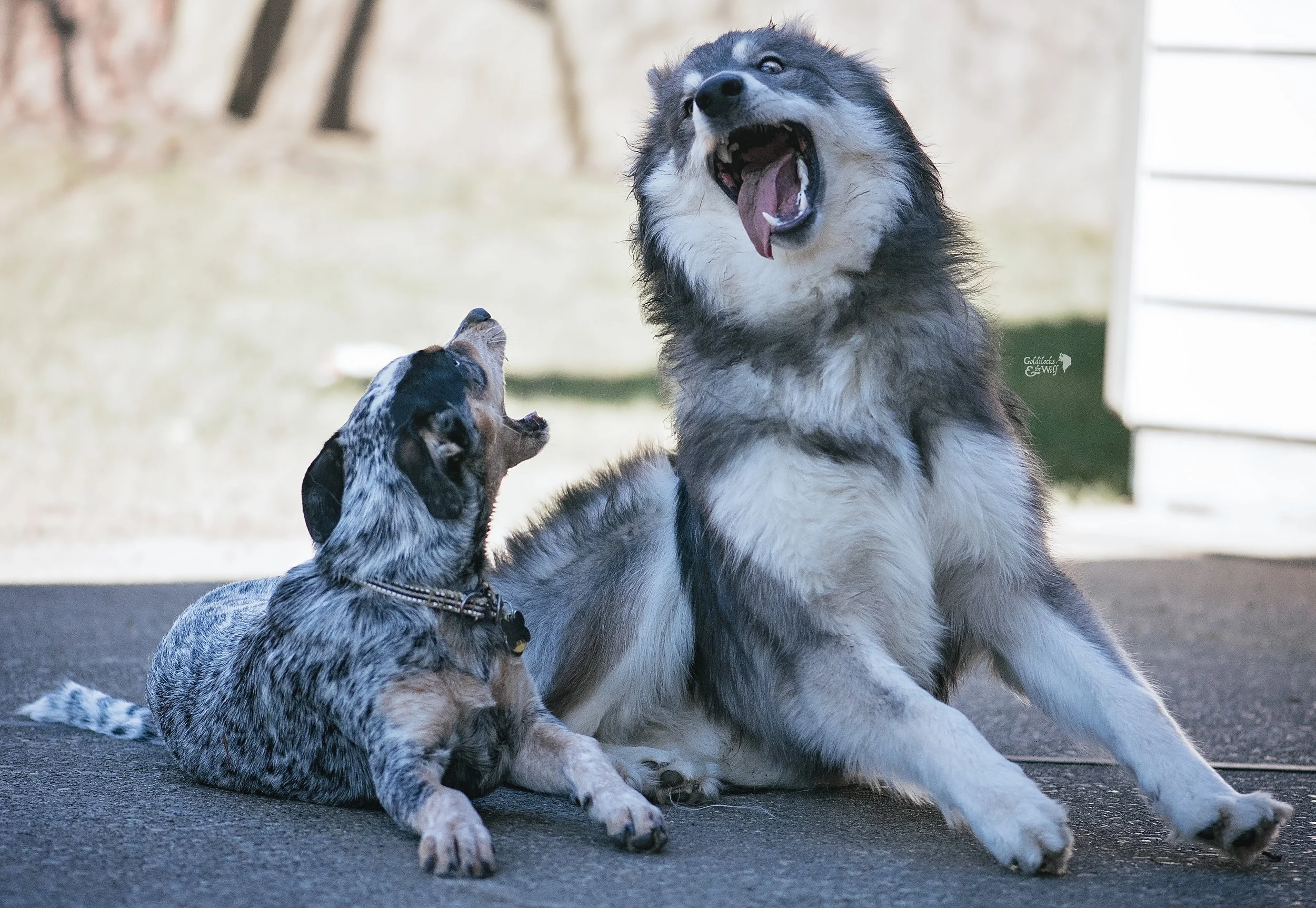 Dovah and his buddy Max