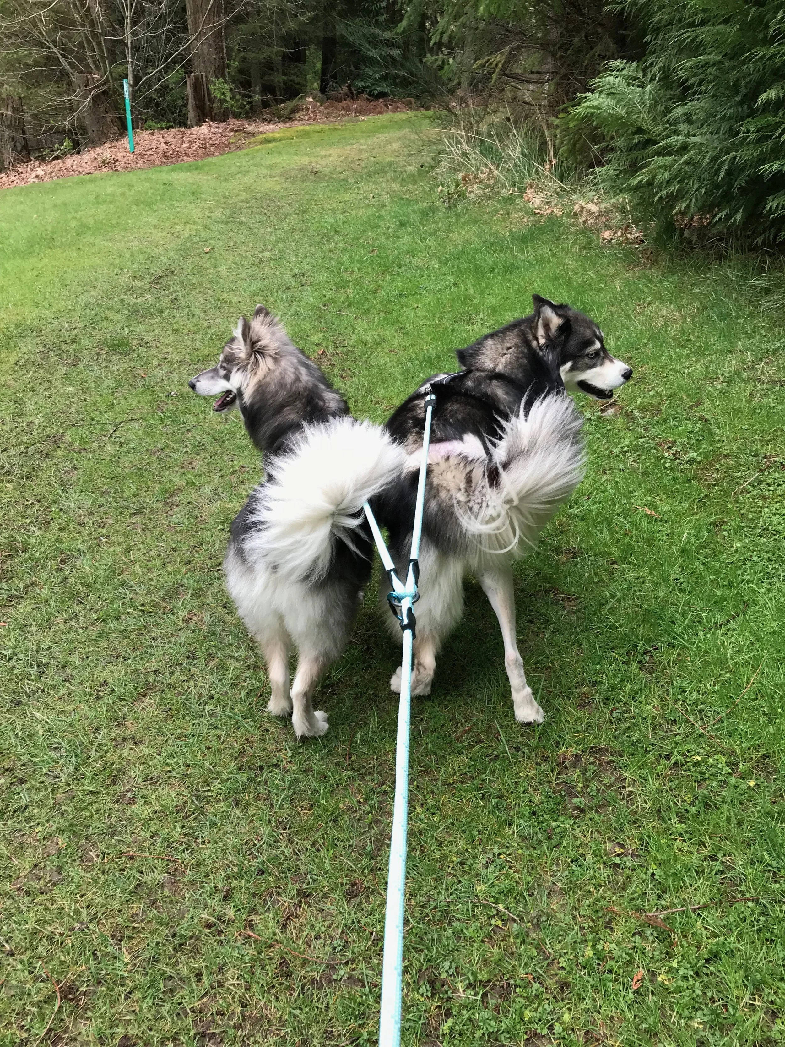 Daily walks