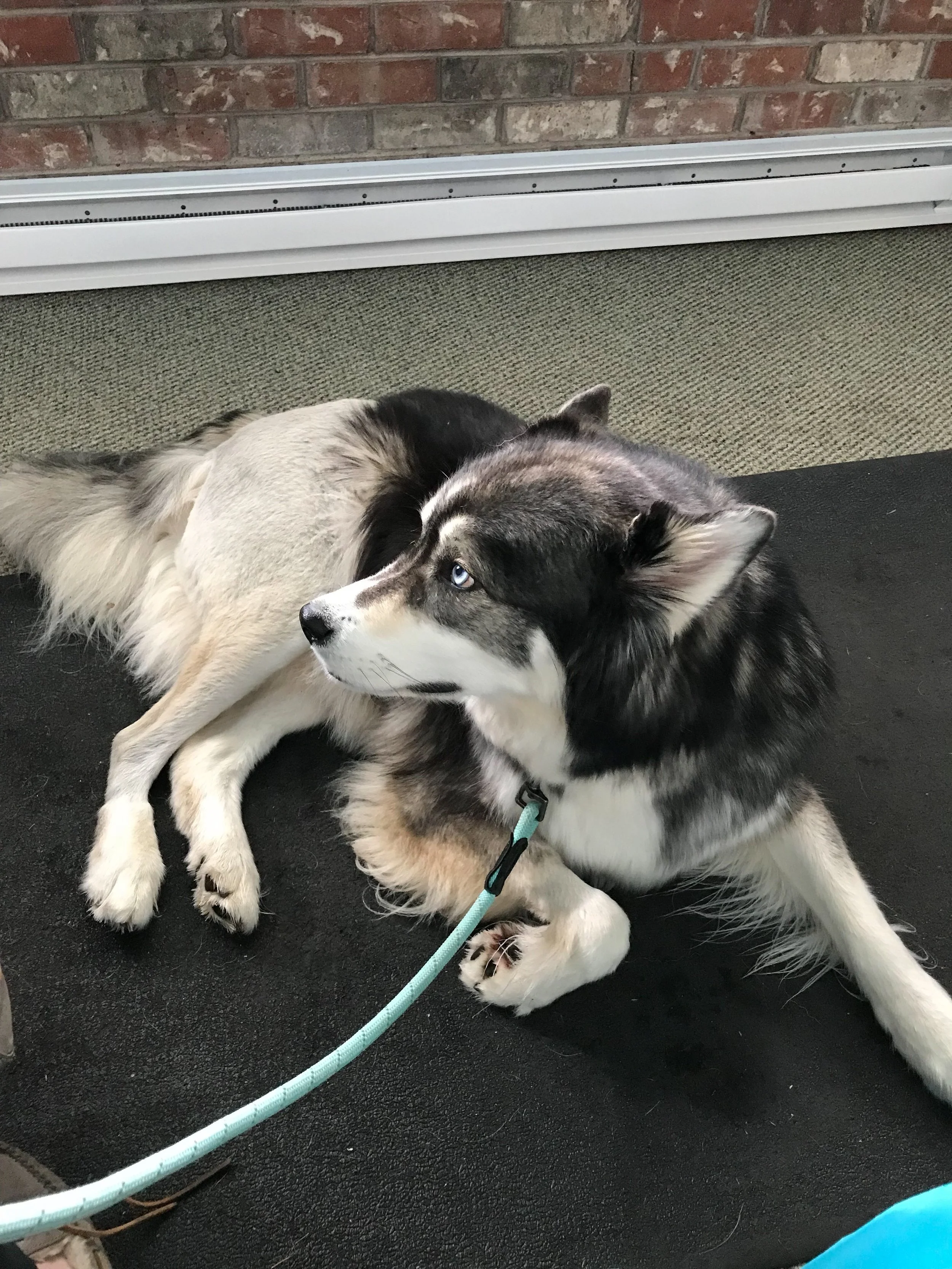 Hair is starting to grow back on his leg