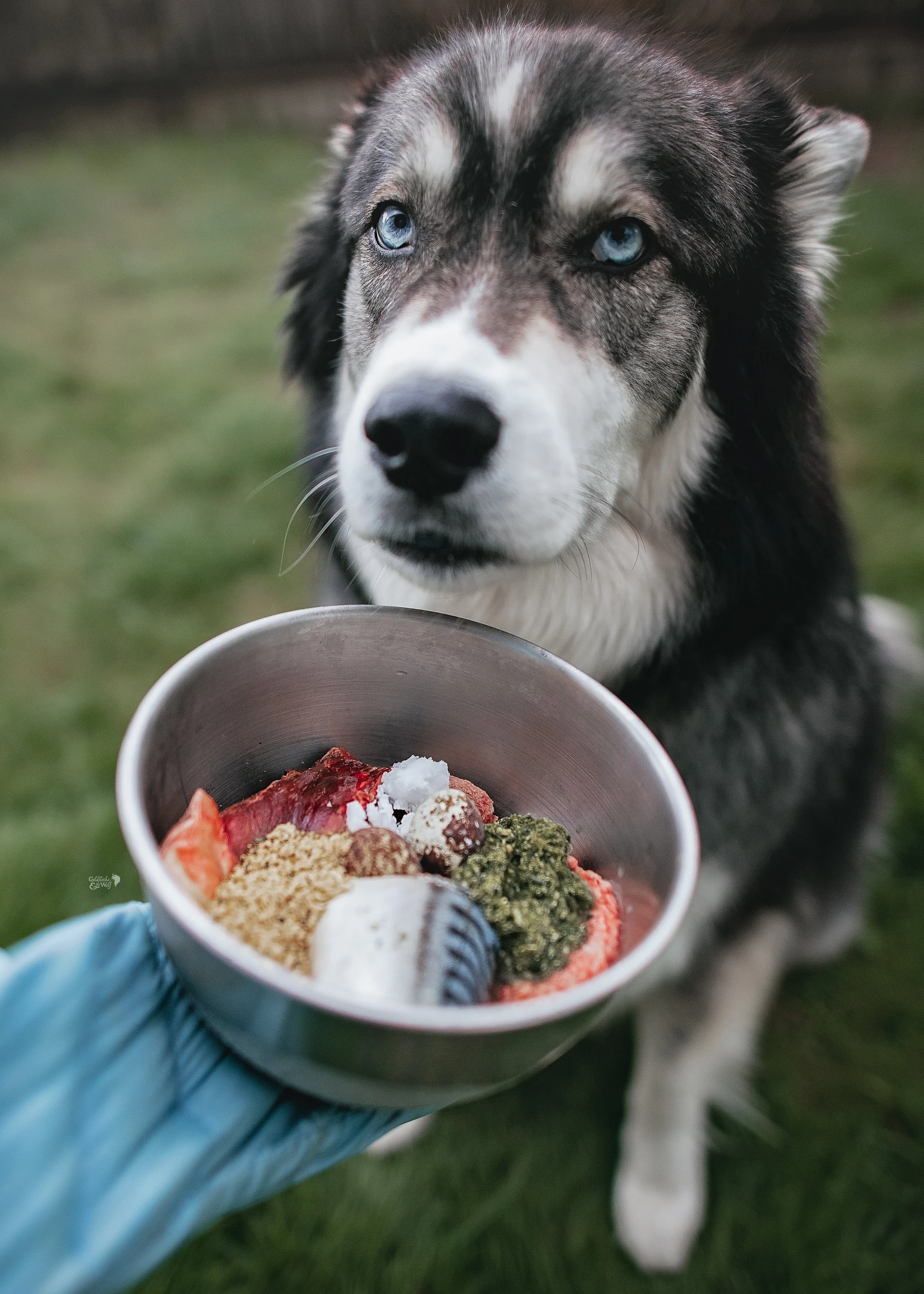 Appetite is back and now giving puppy-dog eyes for food again