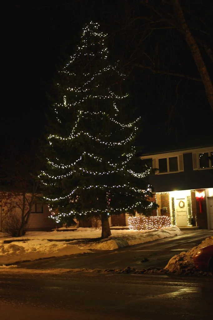 spruce_lights.jpeg