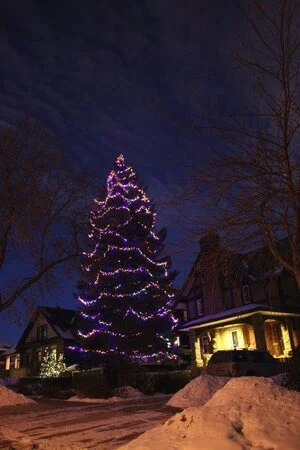 c6-multi-colour-on-tree-1.jpg