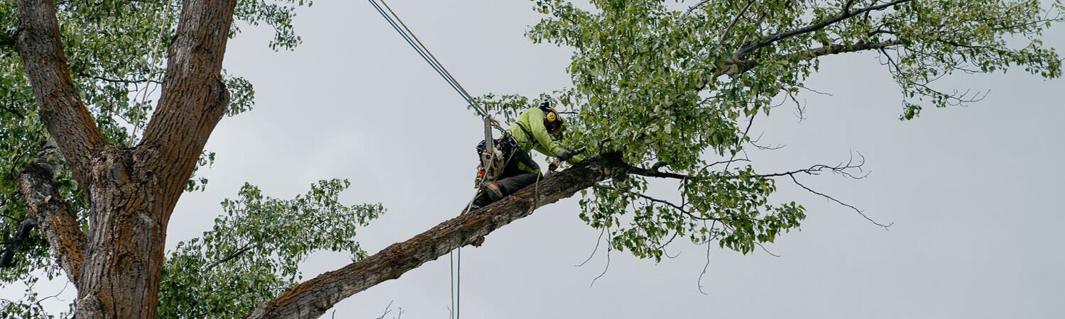 tree-service-professional-arborist.jpg