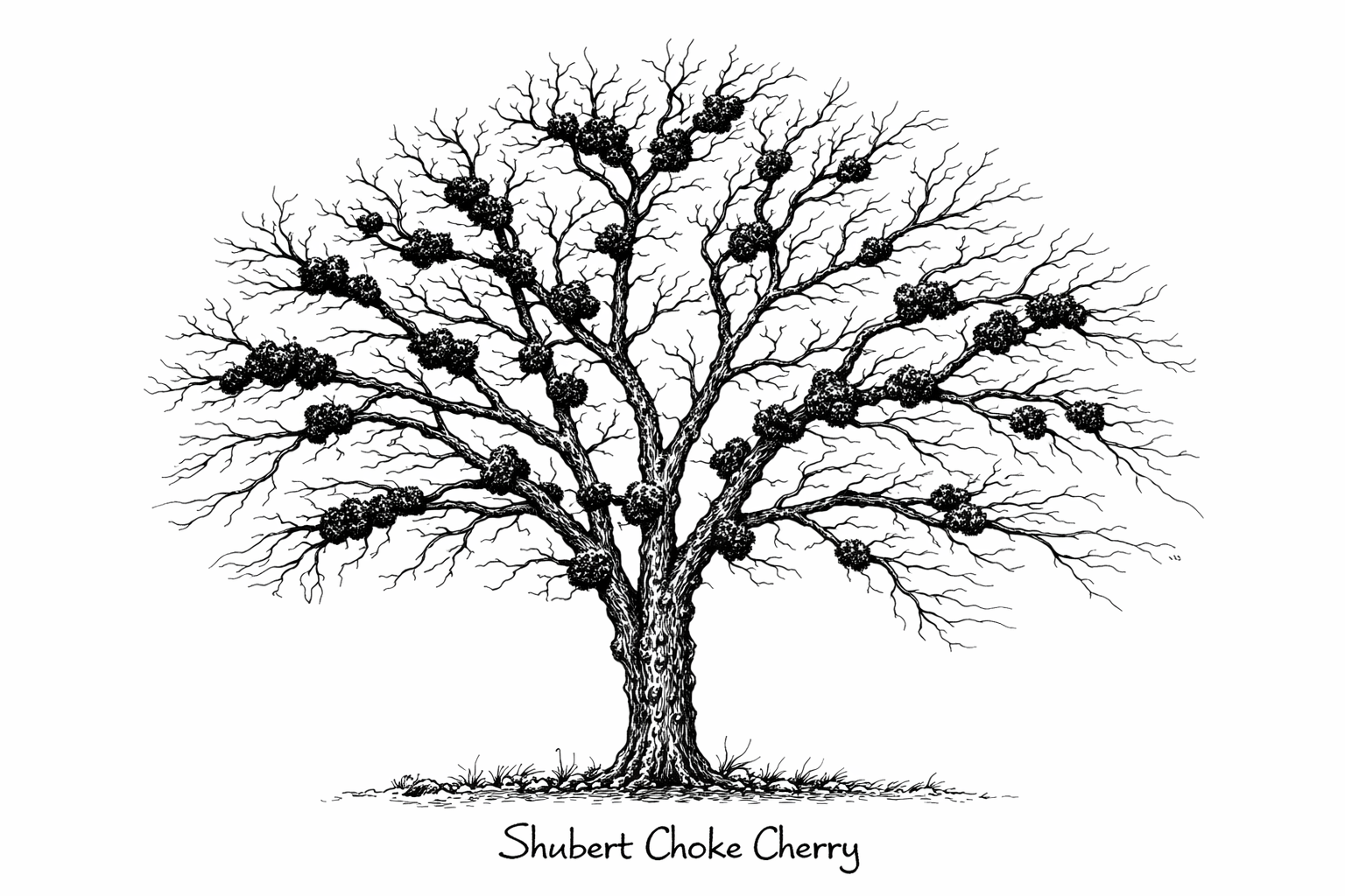 Black Knot Fungus on Prunus species