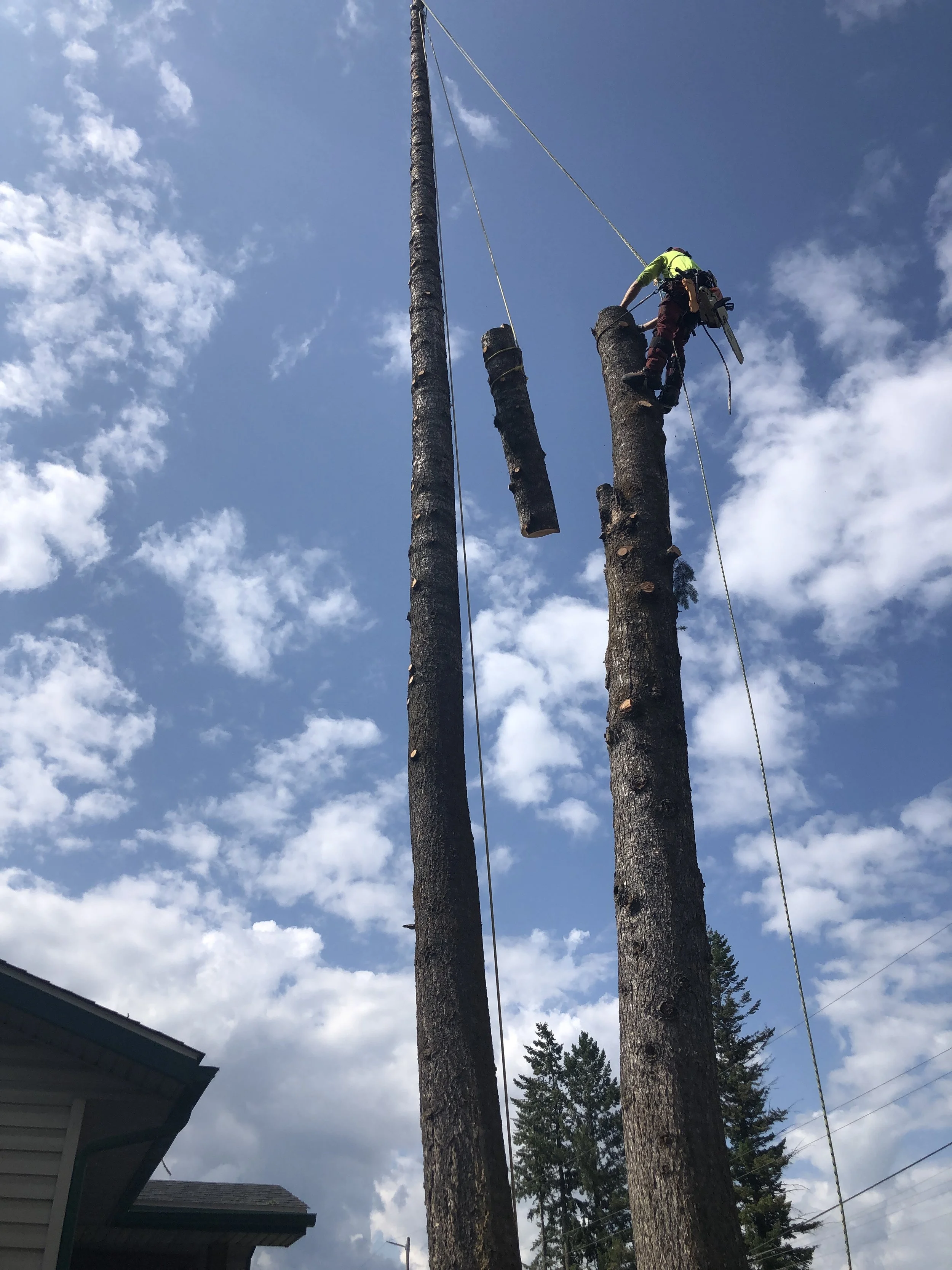 Tree Rigging