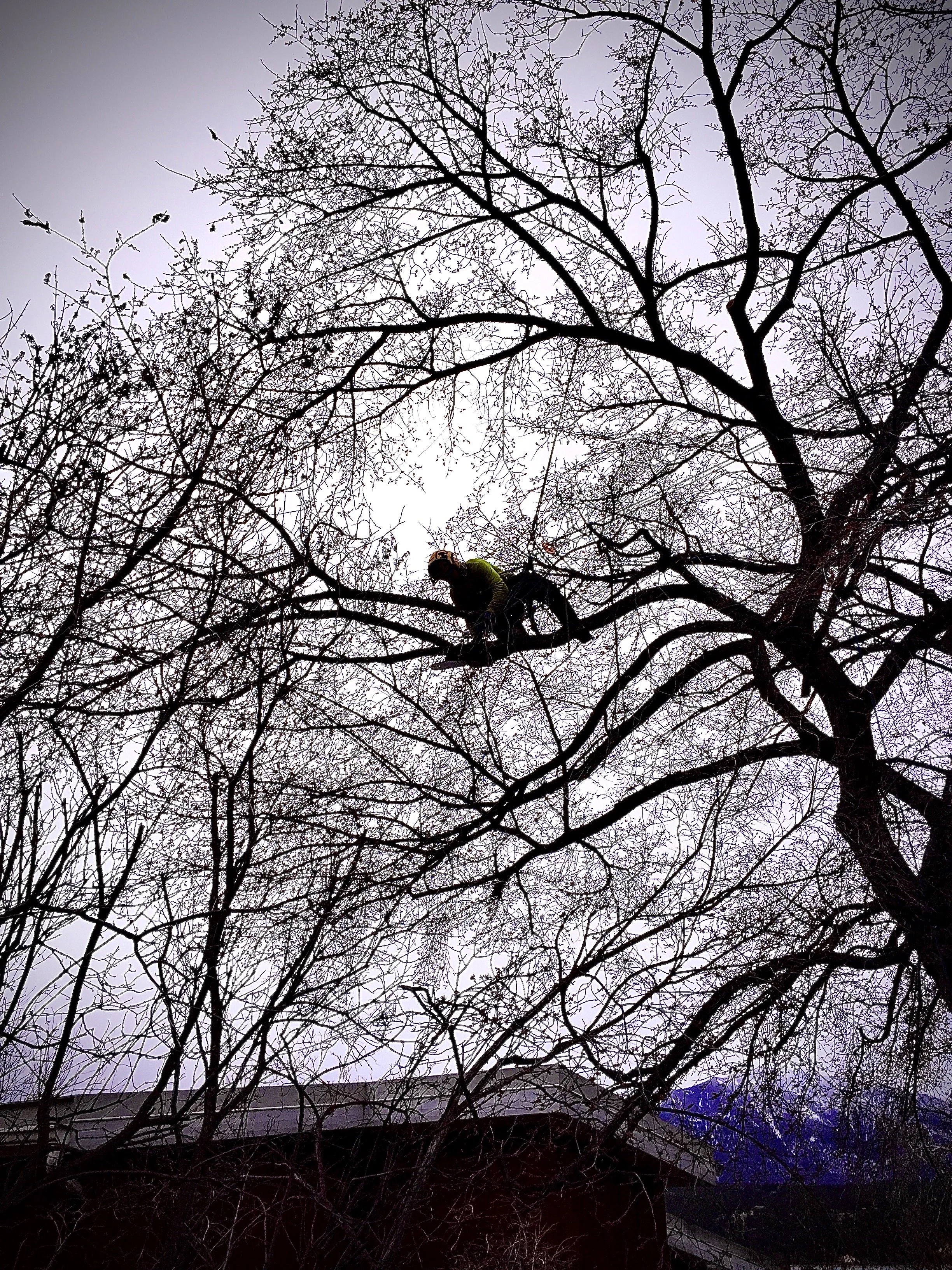 TLC for a large American Elm 