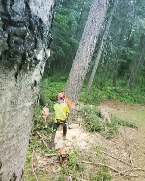 The Golden boys smashing some removals on a fine Wednesday🪓🌲🤟 

#greenleaftreeservices #columbiavalleytreeexperts #invermeretreecare #columbiavalleybc #swiftsafeandsure #rootedinthecolumbiavalley #isacertifiedarborist #arborist #treeservice #treec