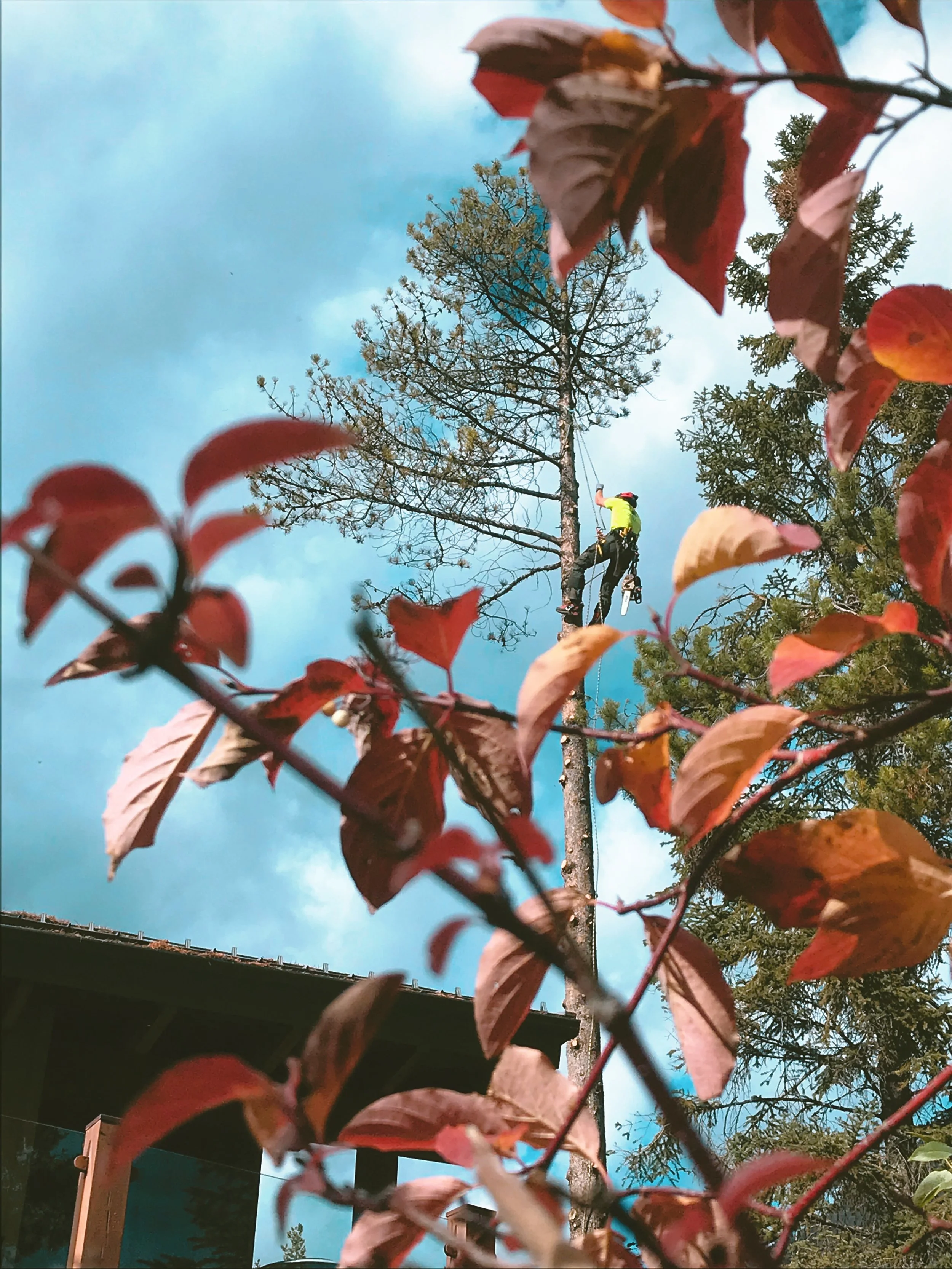 Prepare Trees for Autumn Invermere BC + Golden BC — Green Leaf Tree