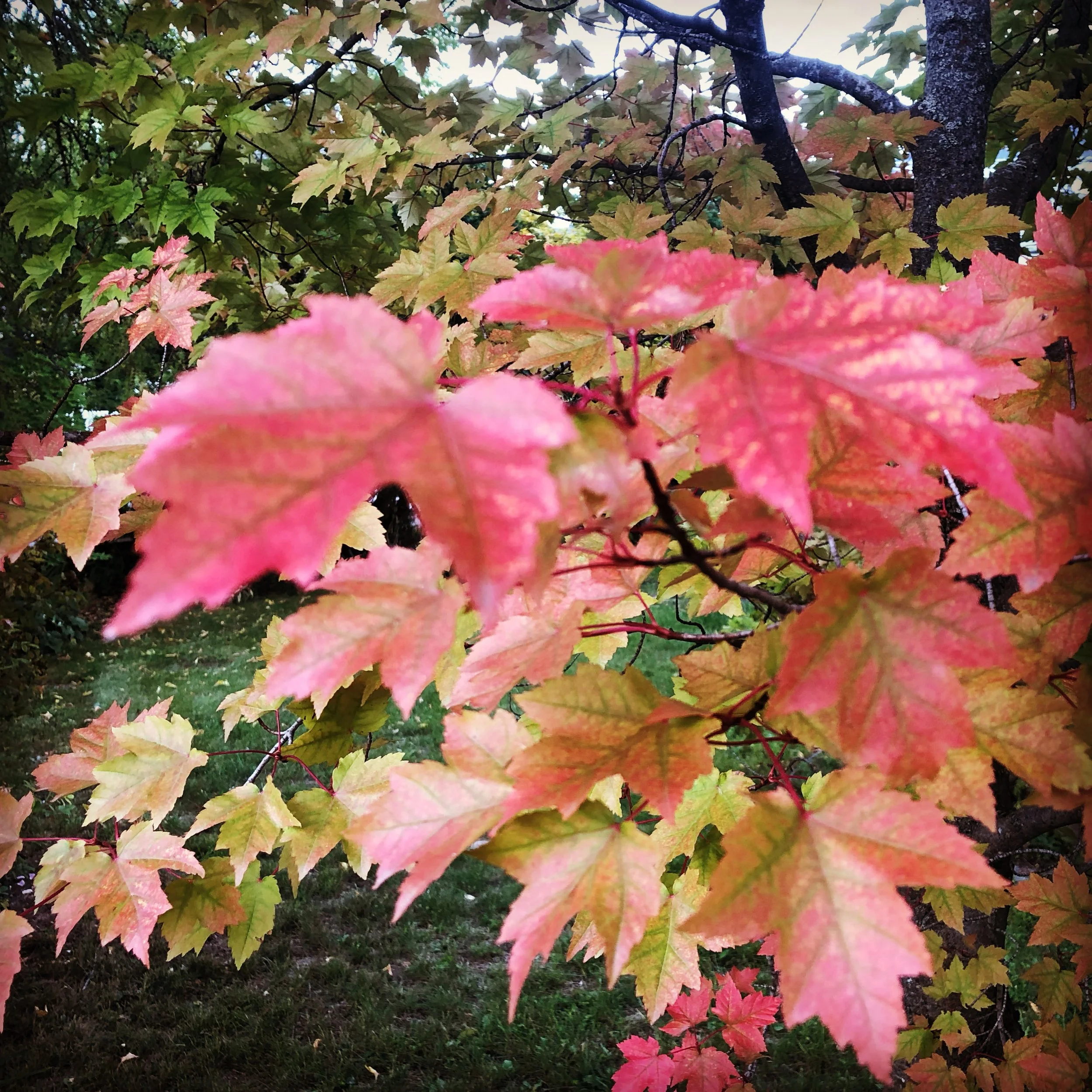 Fall Colours! Prepare Your Trees for Autumn and Winter Weather  