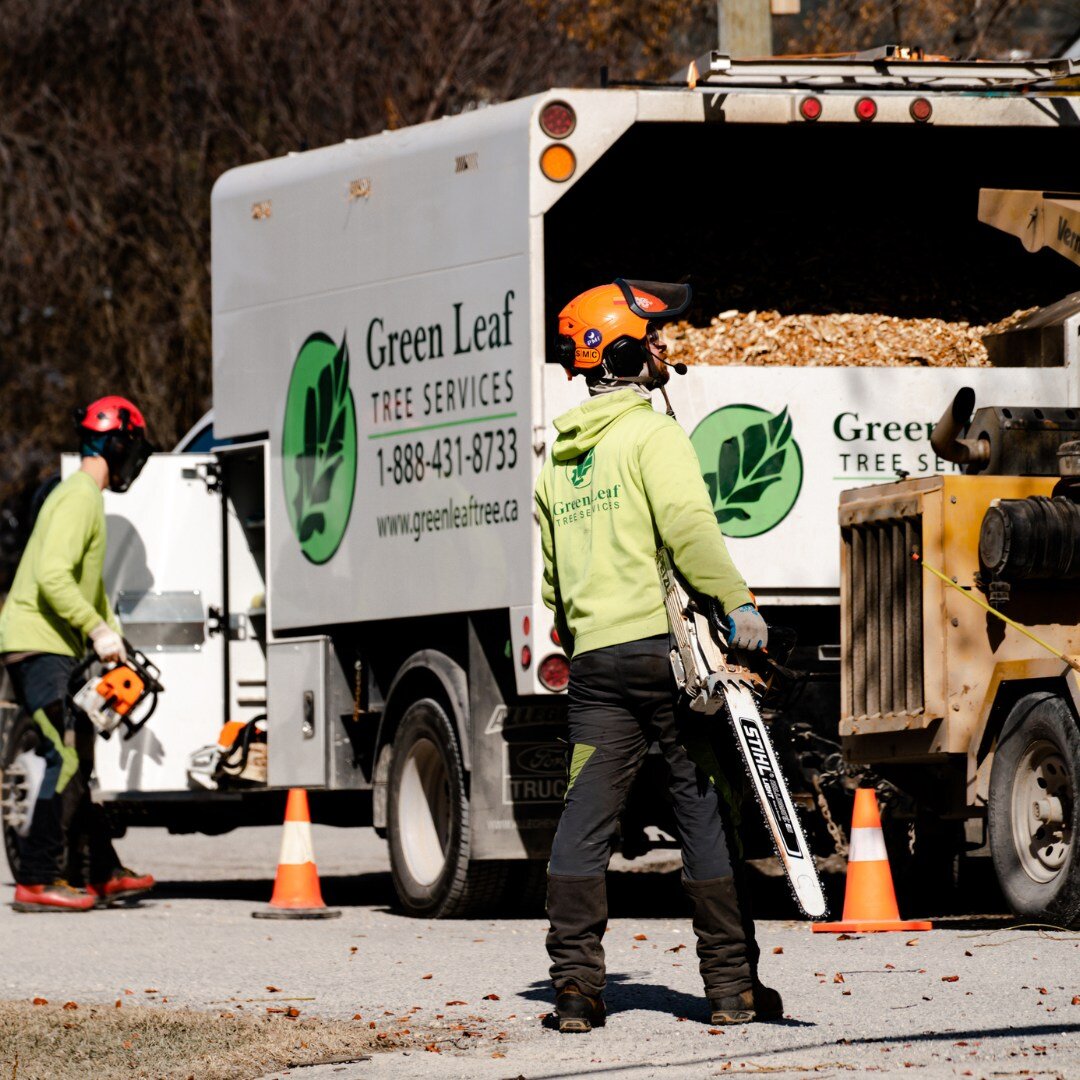 Why Hire a Certified Arborist?

Green Leaf currently has 4 ISA Certified Arborists on staff. An ISA Certified Arborist is an individual who has been recognized by the International Society of Arboriculture as being a skilled and knowledgeable tree ca