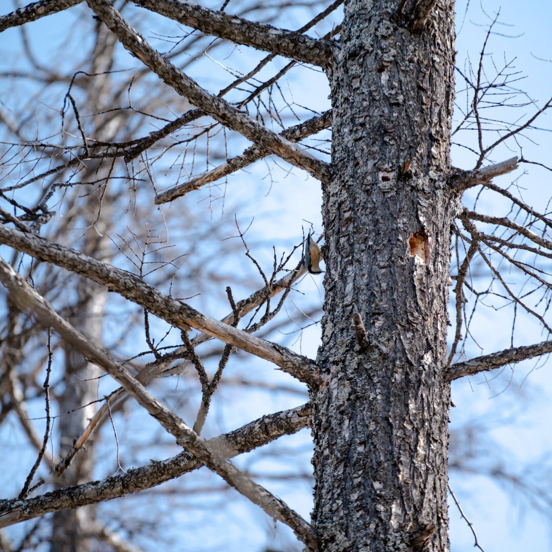 Have you noticed Fir trees stripped of bark around your property?  This is likely caused by woodpeckers feeding on flat headed wood borer larvae!

This is a new forrest health issue in the Columbia Valley and beyond, and is a direct result of the hea