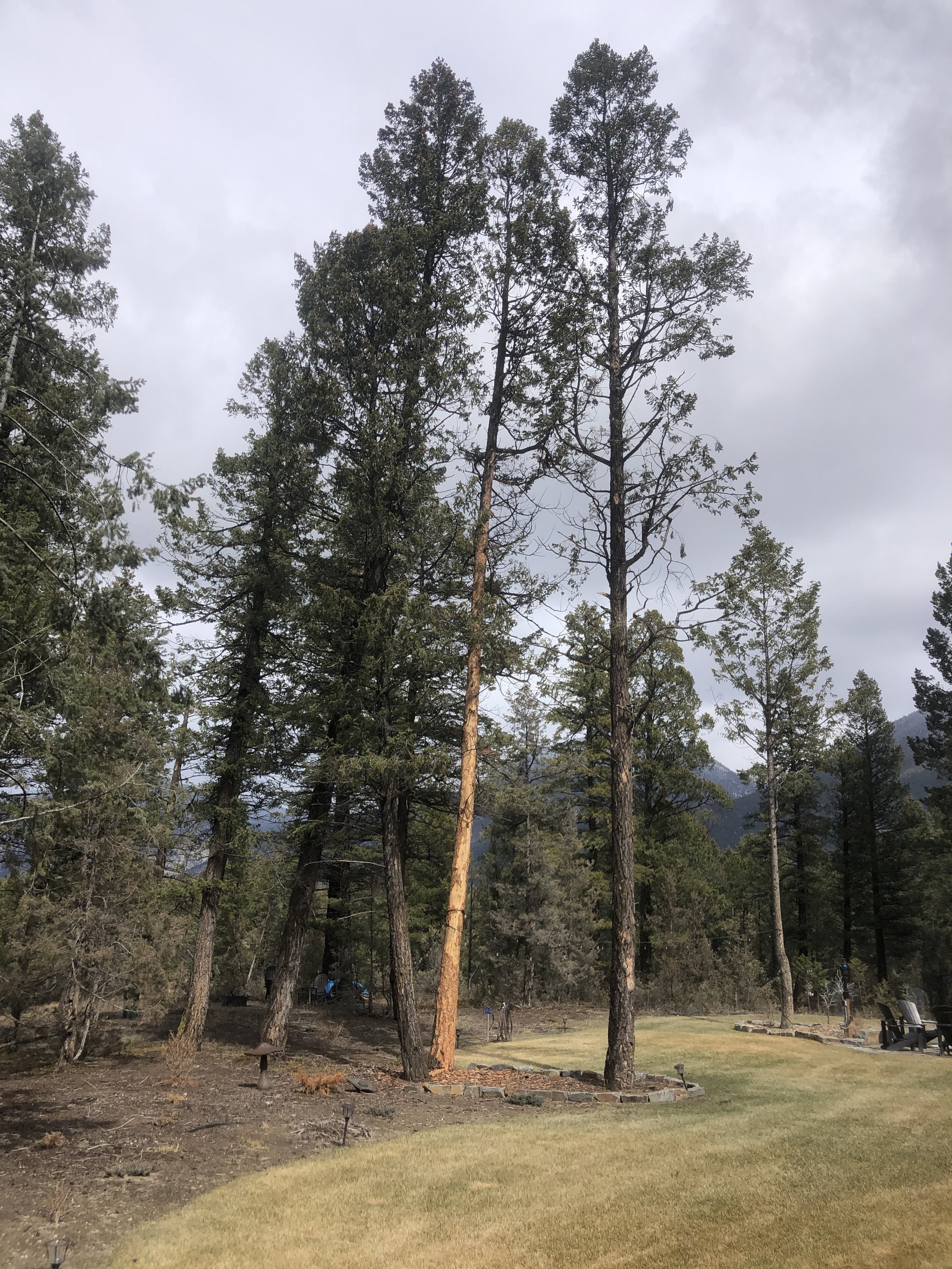 Fir tree stripped of bark