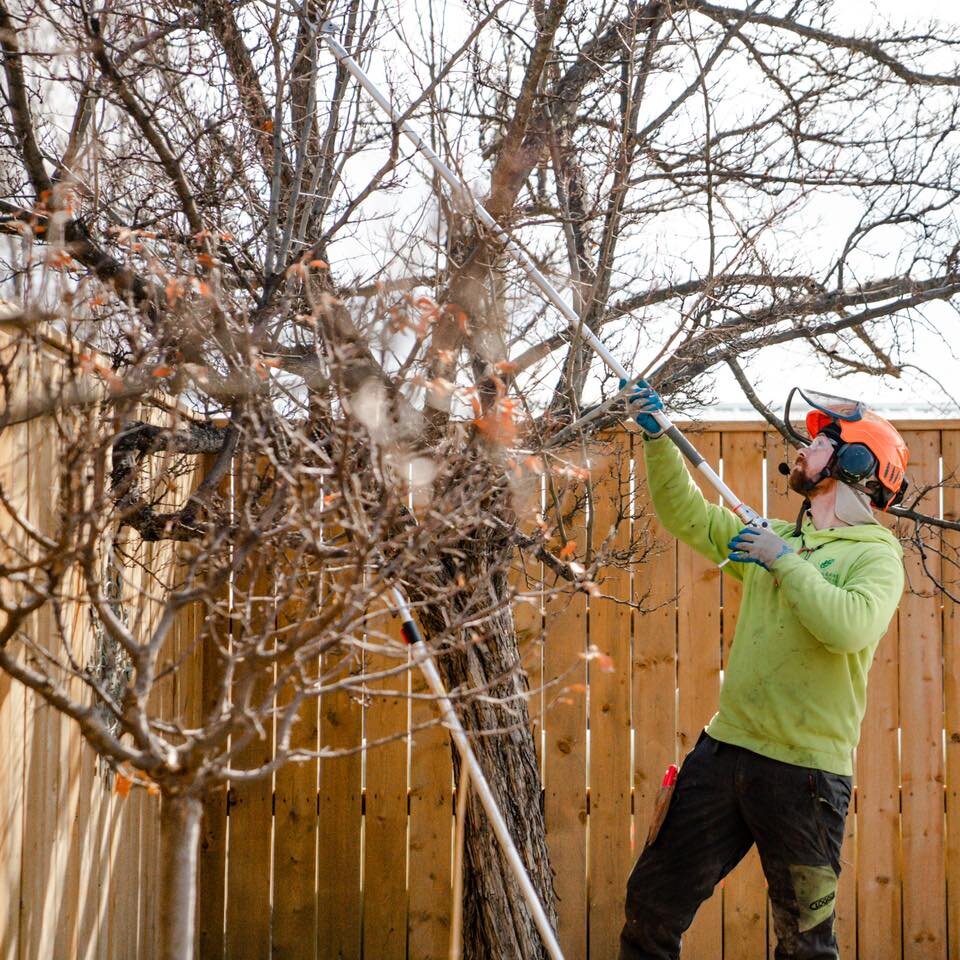 Now is a perfect time for annual maintenance of fruit trees. 🌳 Prior to buds opening it is best to prune out all dead and diseased limbs. Reduce and remove waterspouts and structurally prune to maintain form and promote air and light flow for optimu