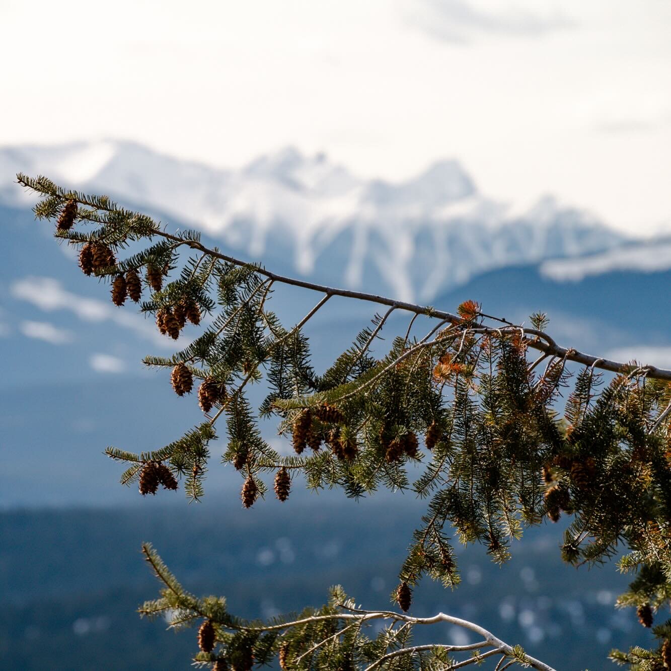 Wishing you a joyful Easter long weekend from your friendly neighborhood arborists! Enjoy the beauty of this amazing valley we&rsquo;re lucky to call home. 🌳🐰 #HappyEaster #ValleyBlessings 

#columbiavalleytreeexperts #familyownedandoperated #cranb