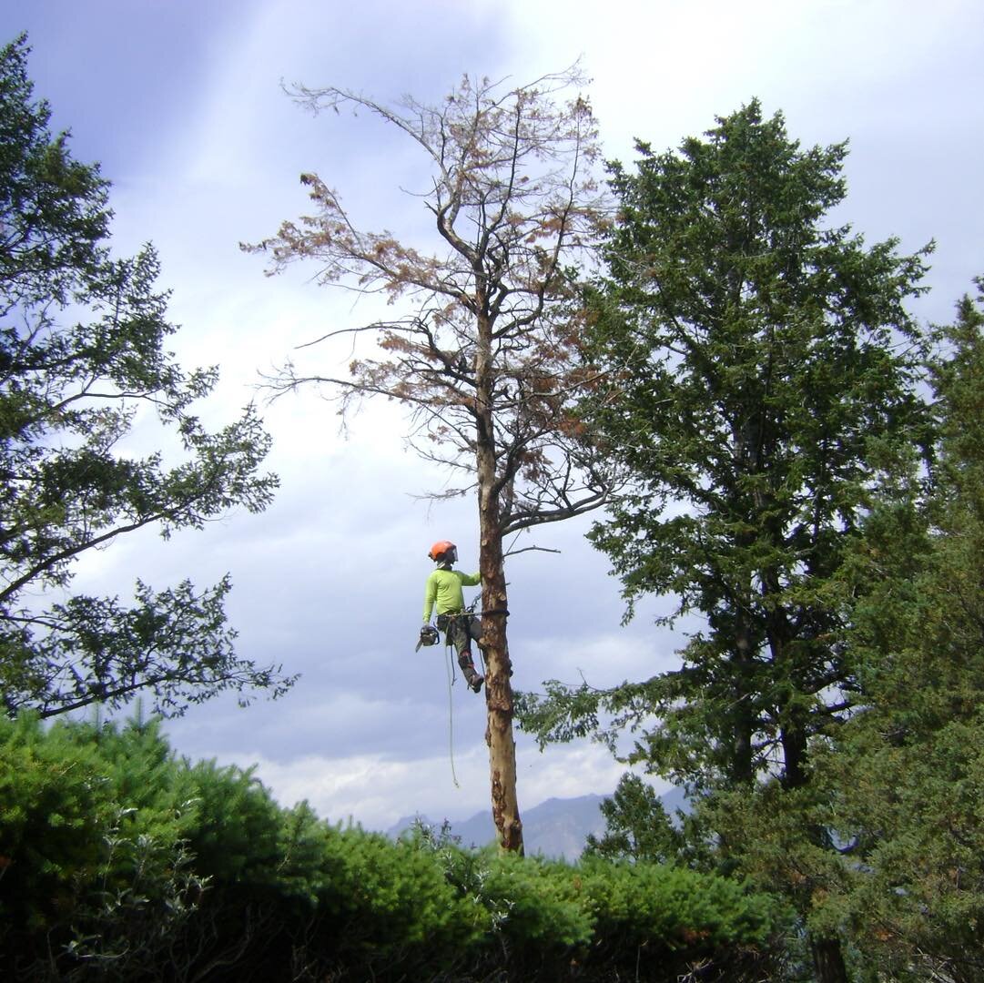 🌿📰 Extra! Extra! Is the local paper and internet search looking more like a forest lately? 🌳 Seems like everyone's branching out into tree care! Don't get lost in the foliage of ads&mdash;trust the ones with a proven track record of safety, knowle