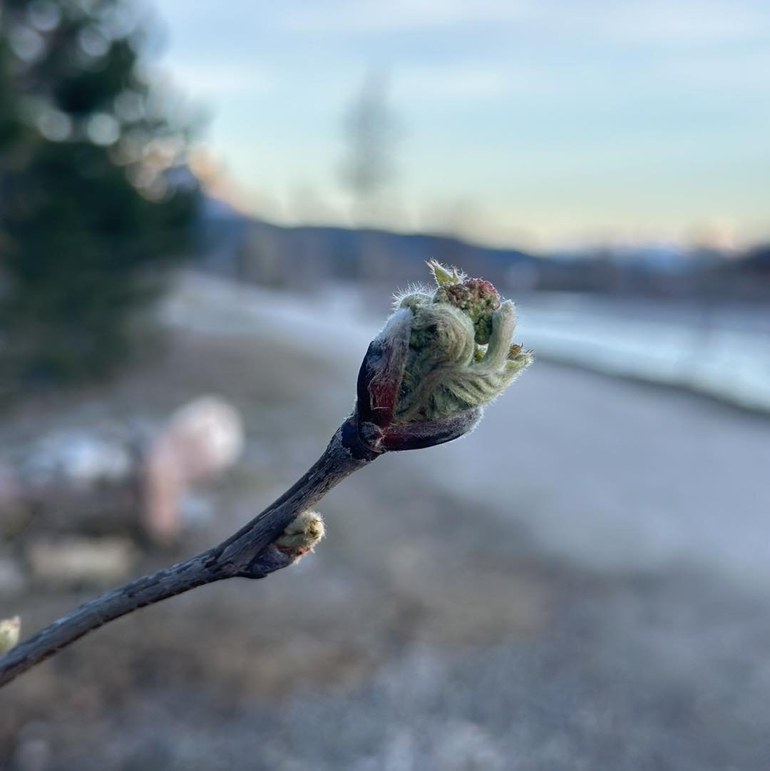 As spring blossoms, so do questions about tree care. When to prune is a common question. The answer varies based on tree species and the objectives. Our experienced and properly certified arborists are here to provide expert guidance, ensuring your t