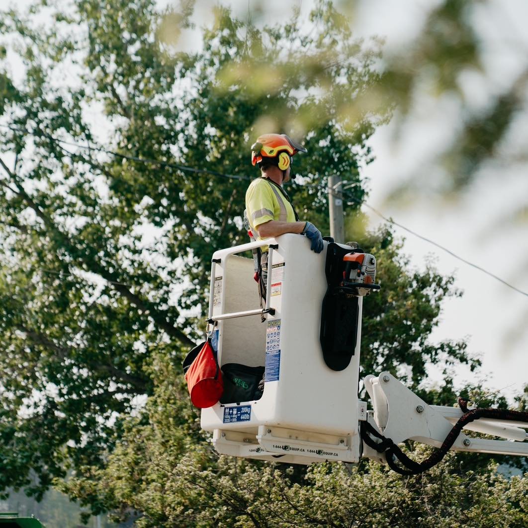 Spider lift, spider lift, reaches trees where others quit! Our 72&rsquo; spider lift accesses the toughest spots with ease allowing us to tackle difficult trees safely and efficiently🌳🕷️ #TreeCare #SpiderLift #TreeService 

#goldenbc #arborist #kim