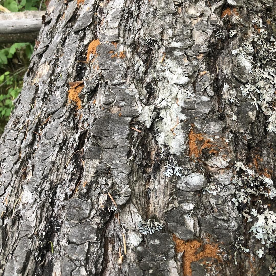 🚨Douglas Fir Bark Beetles are on the move! Keep an eye out for sawdust-like piles near your beloved Douglas fir trees- it could indicate a recently attacked tree! We are seeing extensive beetle activity throughout the Columbia Valley and East Kooten