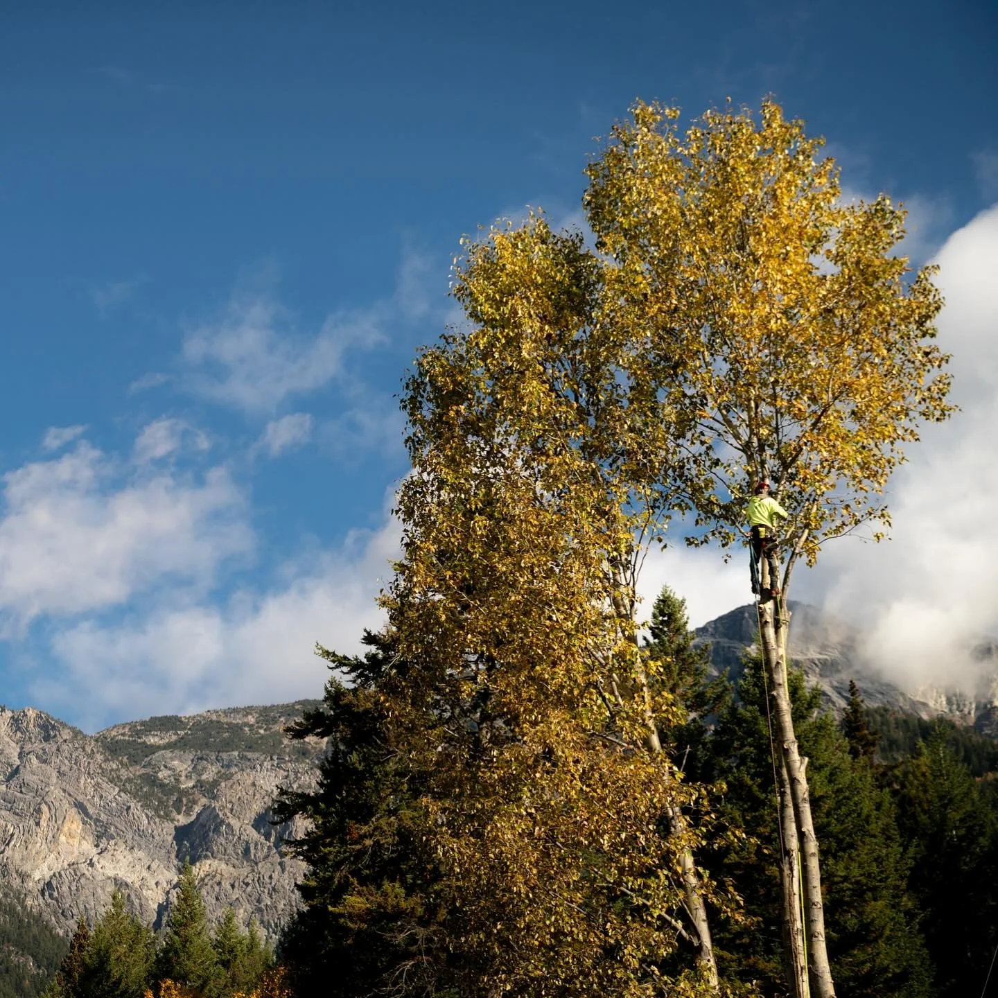 Sweatshirt season is here! 🍂 As the leaves are turning and beginning to fall&hellip;.its a definite sign that winter is on its way! Are your trees and property ready for the cold 🥶 weather?

#TreeWork #Arborist #TreeCare
#greenleaftreeservices #col