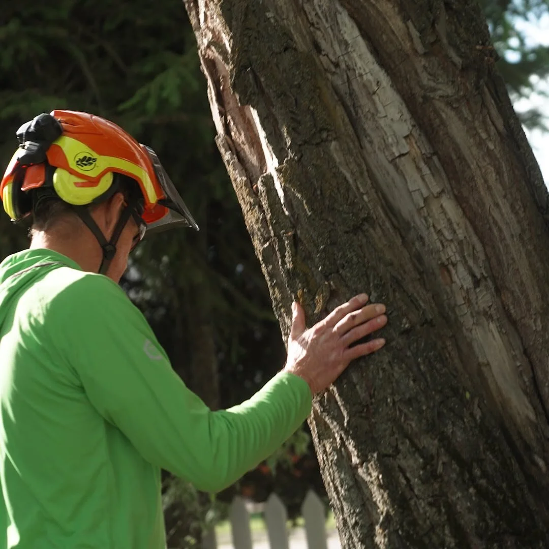 Tree problems? 🌳 We&rsquo;re here to help. This summer&rsquo;s windstorms have left hidden hazards in many trees. Our certified arborists specialize in thorough tree risk assessments, giving you peace of mind and expert guidance on the best tree car
