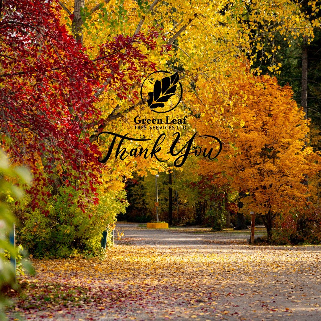 Happy Thanksgiving from our family at Green Leaf Tree Services to yours! 🍂

This year, we&rsquo;re especially grateful for our wonderful clients, hardworking team, and the beautiful communities we&rsquo;re honored to serve daily. Wishing you a weeke