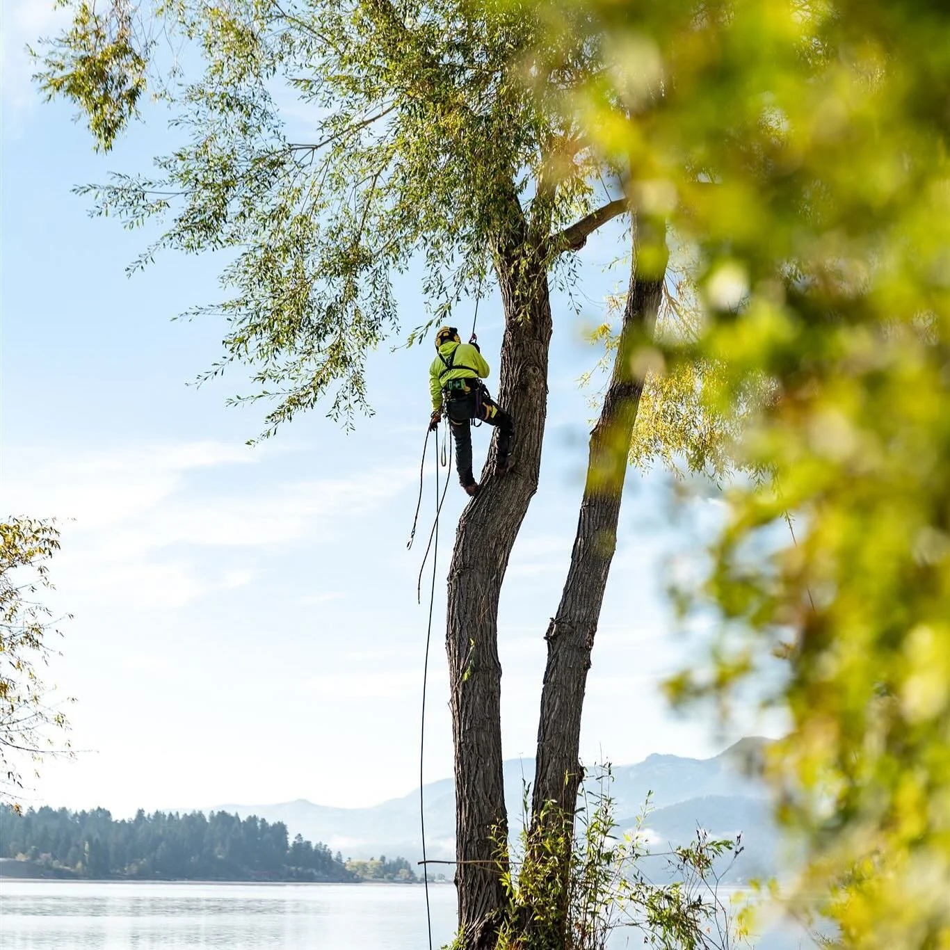 Fall at its finest! 🍂 Our team is enjoying the crisp autumn air while caring for trees in the beautiful Columbia Valley and Kootenays. From pruning to prepping for winter, we&rsquo;re here to keep your trees healthy through every season. 🌲 #GreenLe