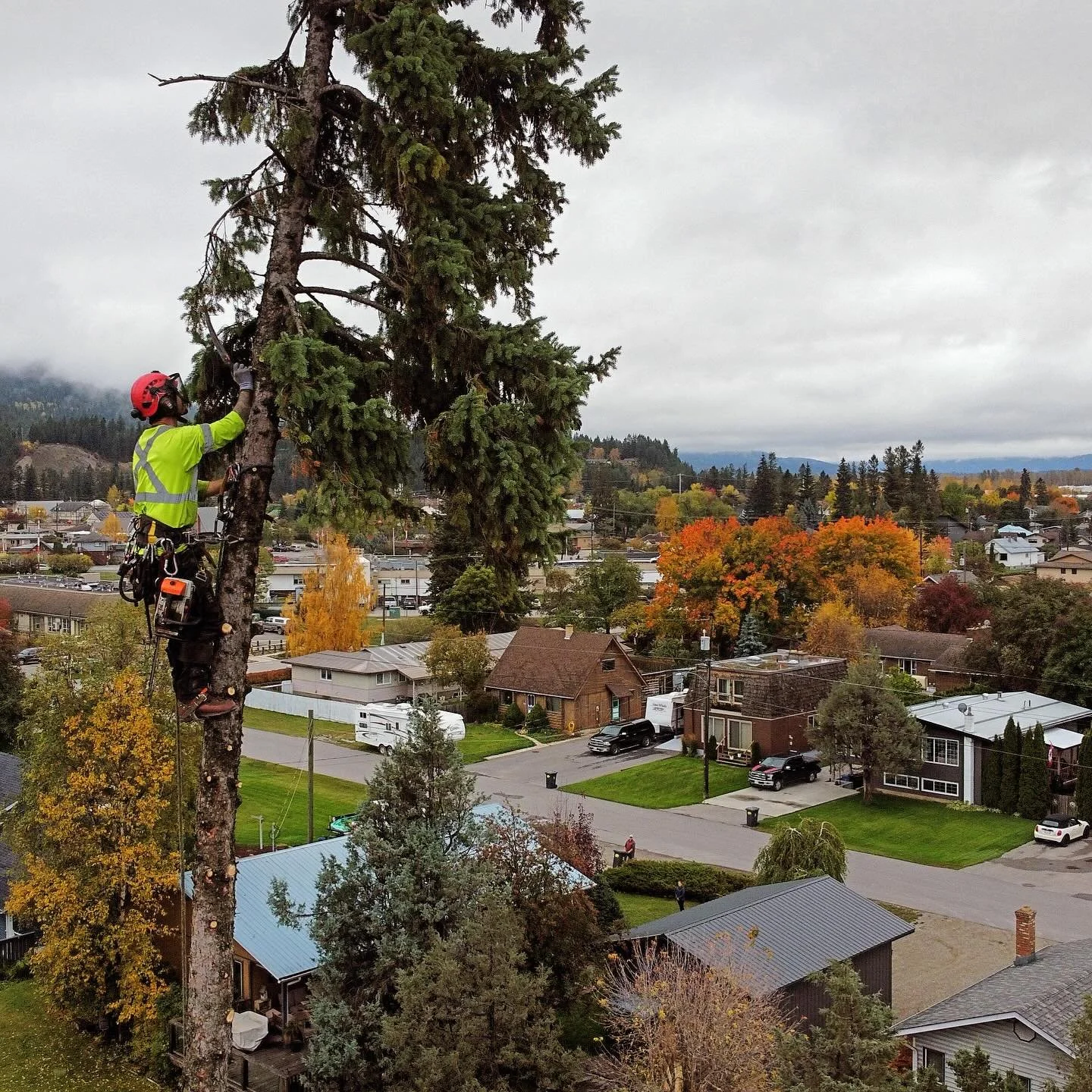 Precision work in action! 🌲 Our arborists expertly handle large tree removals, even in the tightest spaces. 
Proudly serving our neighbors throughout the Columbia Valley and East Kootenays.

#goldenbc #arborist #kimberleybc #greenleaftreeservices #c