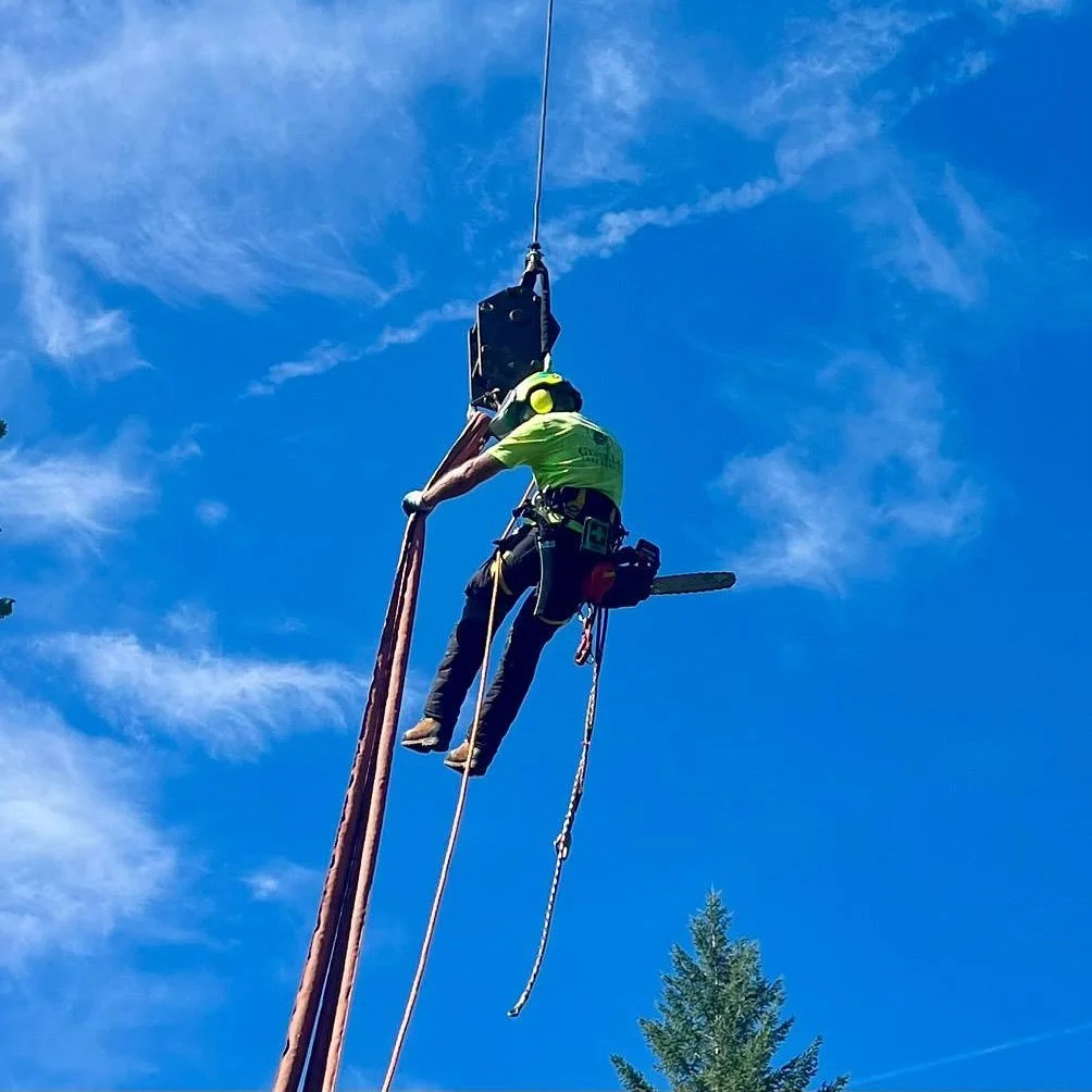 Industrial athlete Patrick O&rsquo;Sullivan takes flight ✈️ safely picking apart another storm damaged tree in the Columbia Valley! Swift, Safe, and Sure is more than a slogan, it&rsquo;s our mode of operation. #swiftsafeandsure 

#greenleaftreeservi