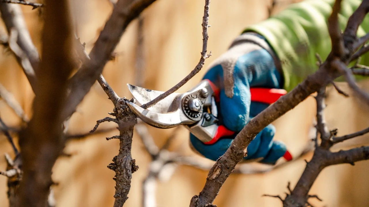 Dormant Pruning