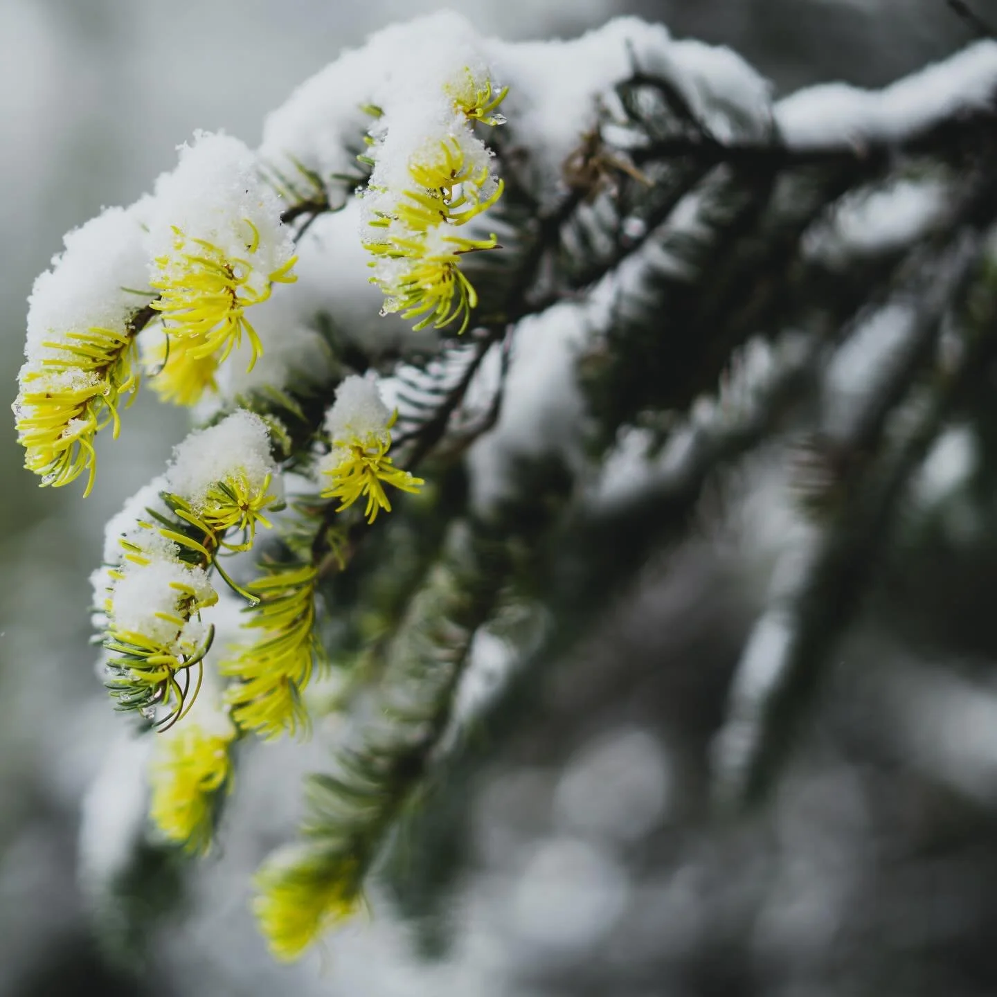 As the seasons shift 🥶, so does our pace&mdash;but we never truly hibernate!

Our skilled, certified, and fully equipped Arborists 🌲 are on standby to handle your tree care needs all winter long. Proudly rooted in the Columbia Valley since 2007, we