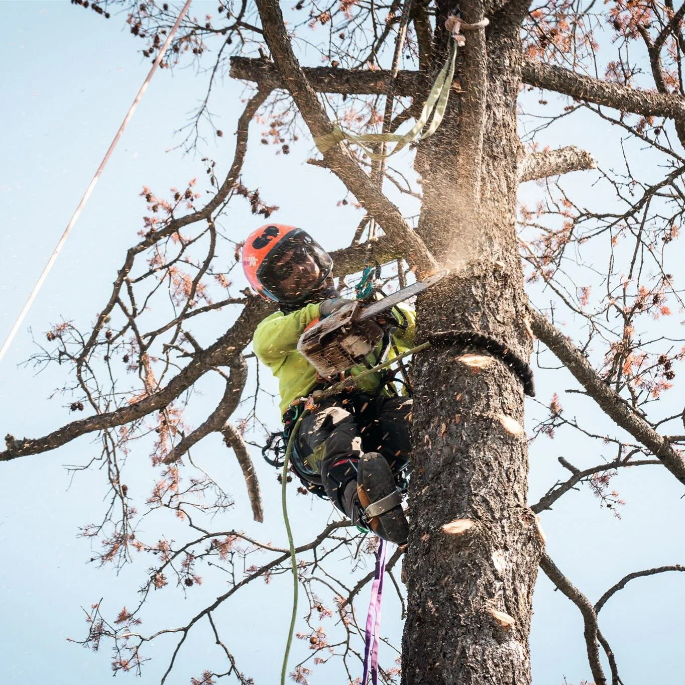 December&rsquo;s here, and so is the snow! ❄️ Our crews are embracing the season, tackling tree problems for our valued customers across the Columbia Valley and East Kootenays.🌲 #ArboristLife #WinterTreeCare #SnowySeason