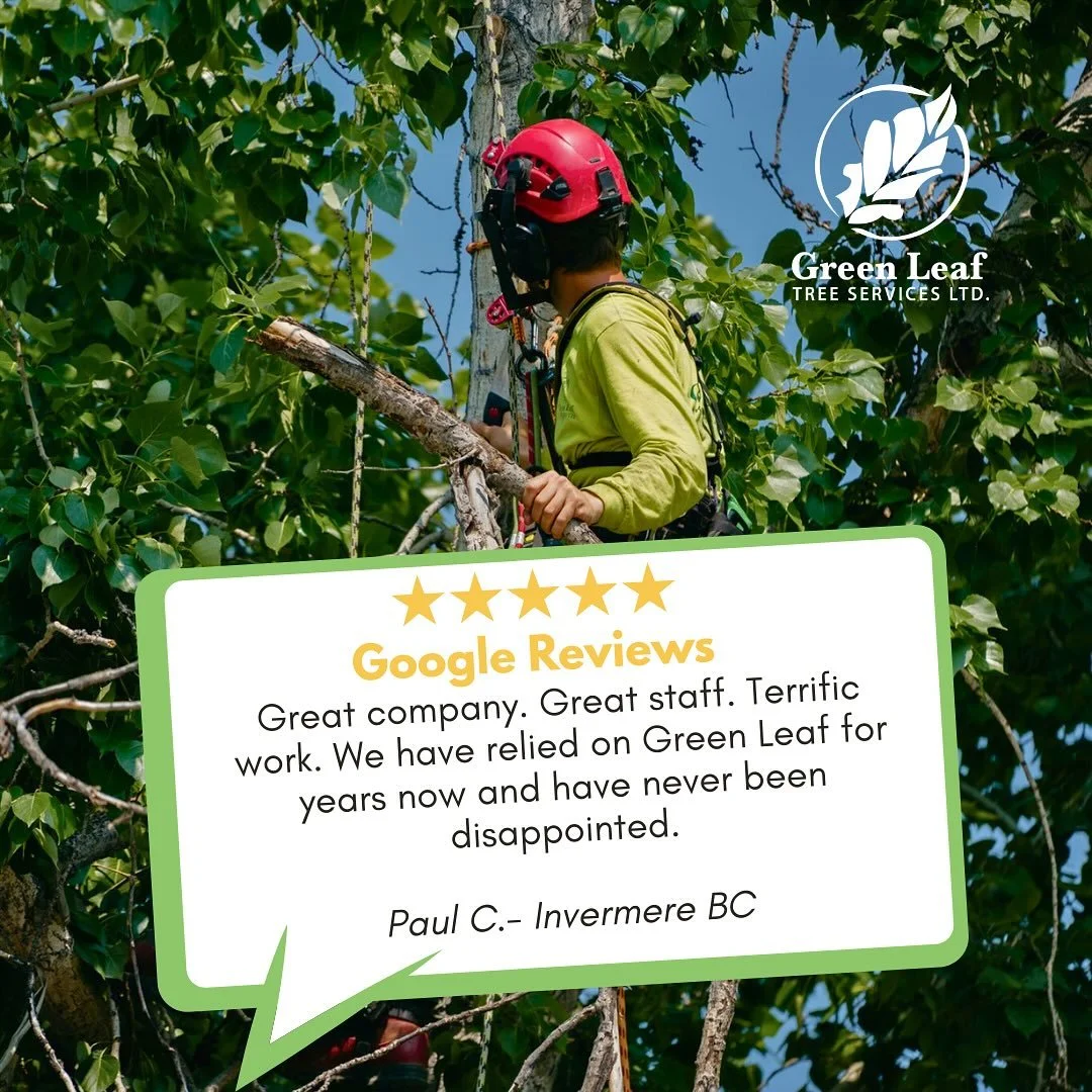 ⭐️⭐️⭐️⭐️⭐️
The accolades keep coming! 🌟 Proud of our amazing team who care deeply about their craft, safety, and the people we serve. 🌳💪

#greenleaftreeservices #columbiavalleytreeexperts #invermeretreecare #columbiavalleybc #swiftsafeandsure #roo
