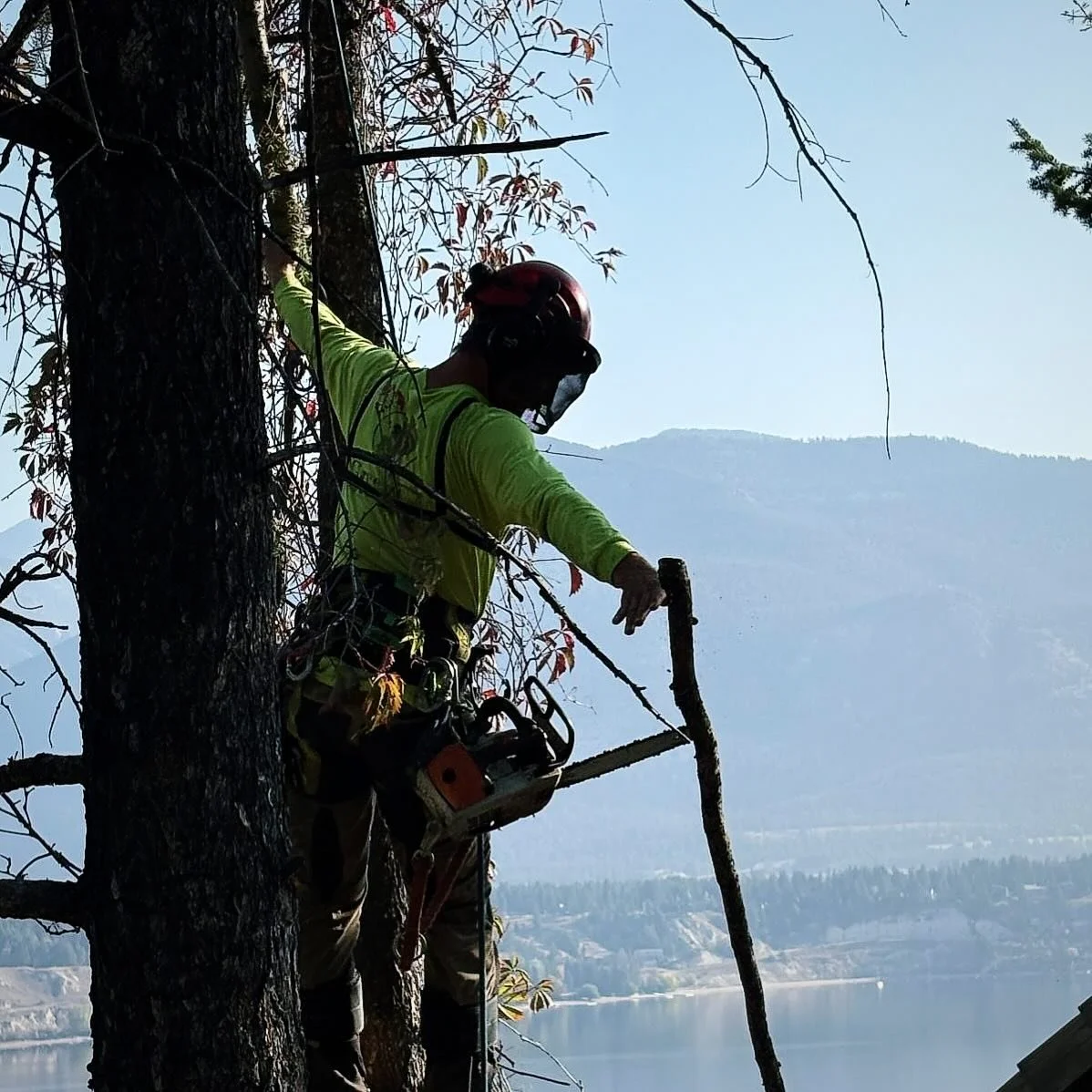 September light, Lake Windermere below, and climbing arborist Maxi K&ouml;nig dancing through the fir tops. 🍂🌲Happy Friday ✨

 #RaisingTheStandard #TreeWork #StaySafe #Arborist #TreeCare
#greenleaftreeservices #columbiavalleytreeexperts #invermeret