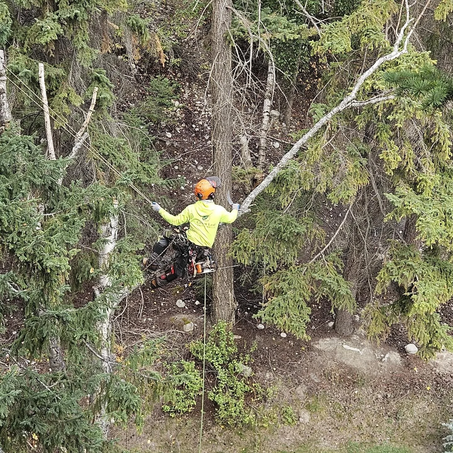 Swift, Safe &amp; Sure &mdash; it&rsquo;s more than a slogan, it&rsquo;s how we&rsquo;ve done tree care since day one. 🌲
Proudly going out on a limb for our customers across the Columbia Valley and East Kootenays since 2007! 💪🍃