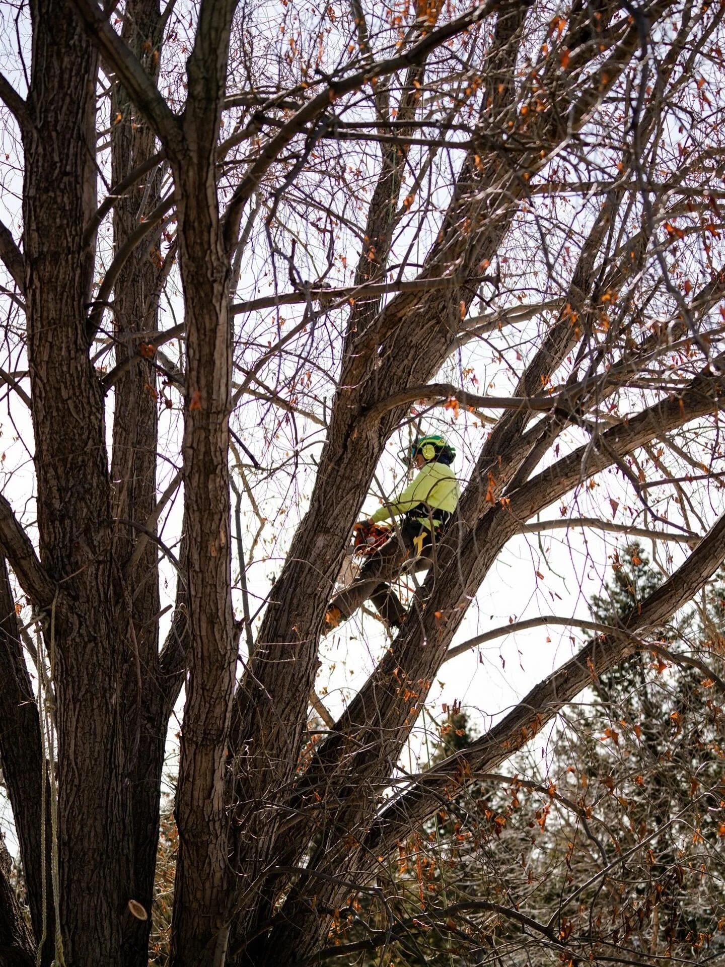 🍂 When trees lose their leaves and go dormant for winter &mdash; it&rsquo;s actually the perfect time to prune!

Dormant pruning puts less stress on the tree, helps prevent pests and disease, and gives arborists a clear view of the structure for pre