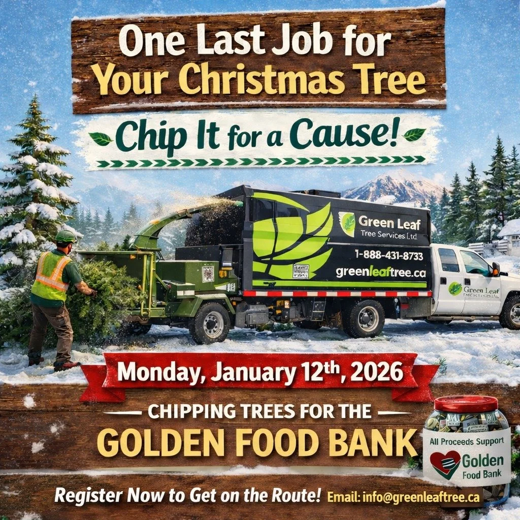 🎄 Reminder &mdash; Christmas Tree Chipping Fundraiser 🌲

We&rsquo;re back Monday, January 12, 2026, chipping Christmas trees in Golden in support of the Golden Food Bank 💚

✔️ Curbside pickup
✔️ By donation to the @goldenfoodbank 

📧 Email info@g