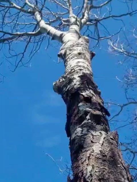 Project Proof | Golden, BC 🌲

These trees were sketchy.
Heavy lean. Hollowed out. Sitting right over structures.

This one needed precision and tight crew coordination.

We accessed the canopy with our 72&rsquo; spider lift, rigged and lowered every