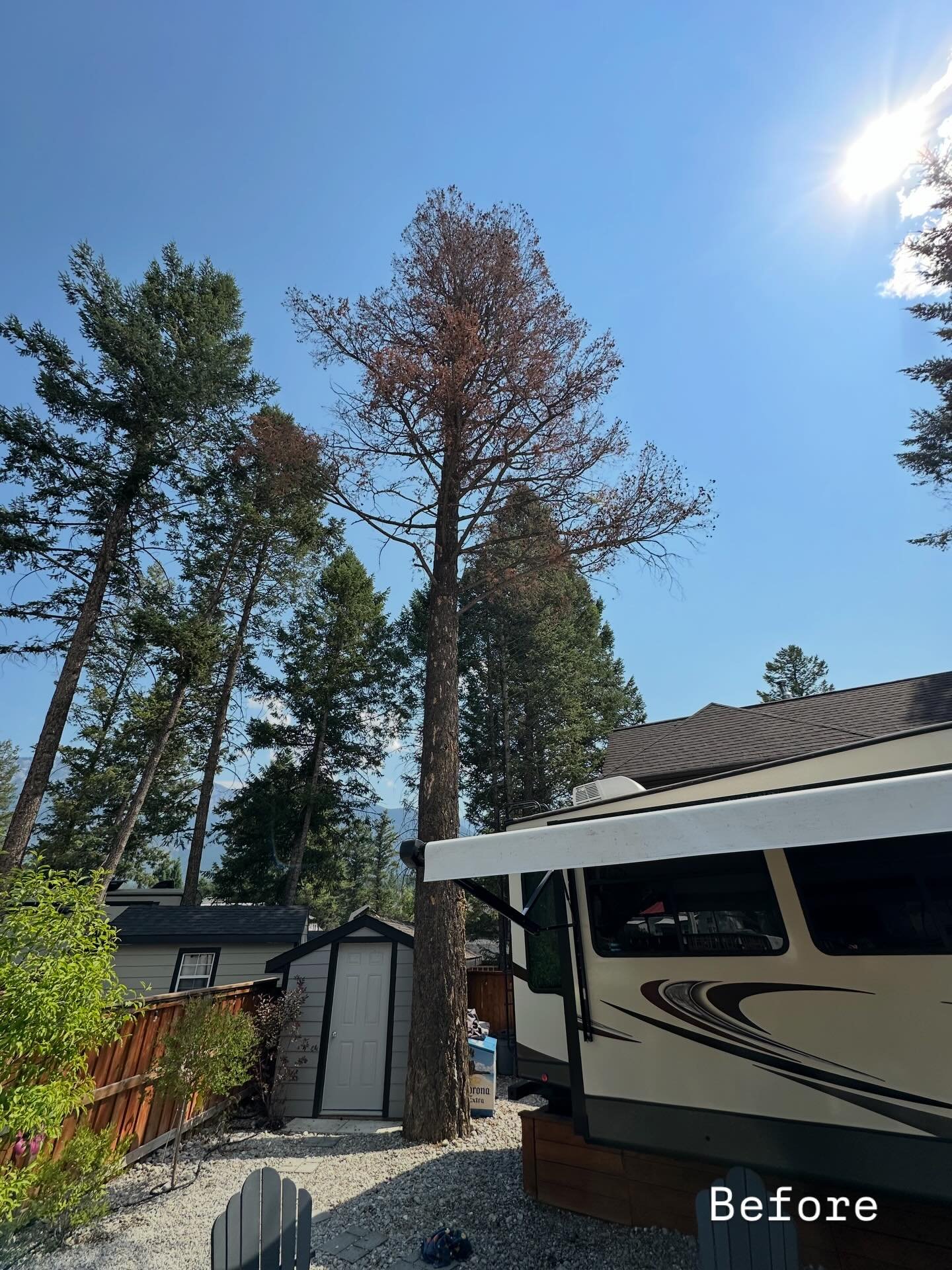 Before ➡️ After | Edgewater, BC 🌲

This one was tight.
⚠️ Big hazardous Fir tree. No shortage of targets under it. No room for mistakes.

We spent a full day rigging it down piece by piece and removed all the infected bark beetle wood from site. No 