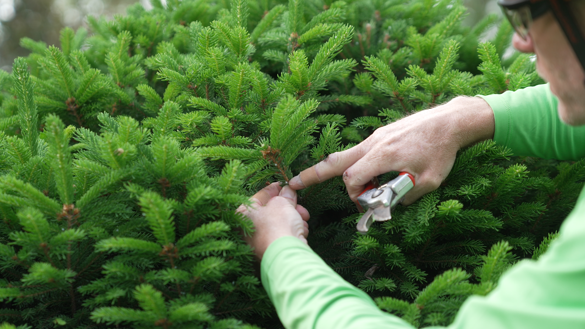 4. Plant Care  Health.00_00_25_20.Still006.png