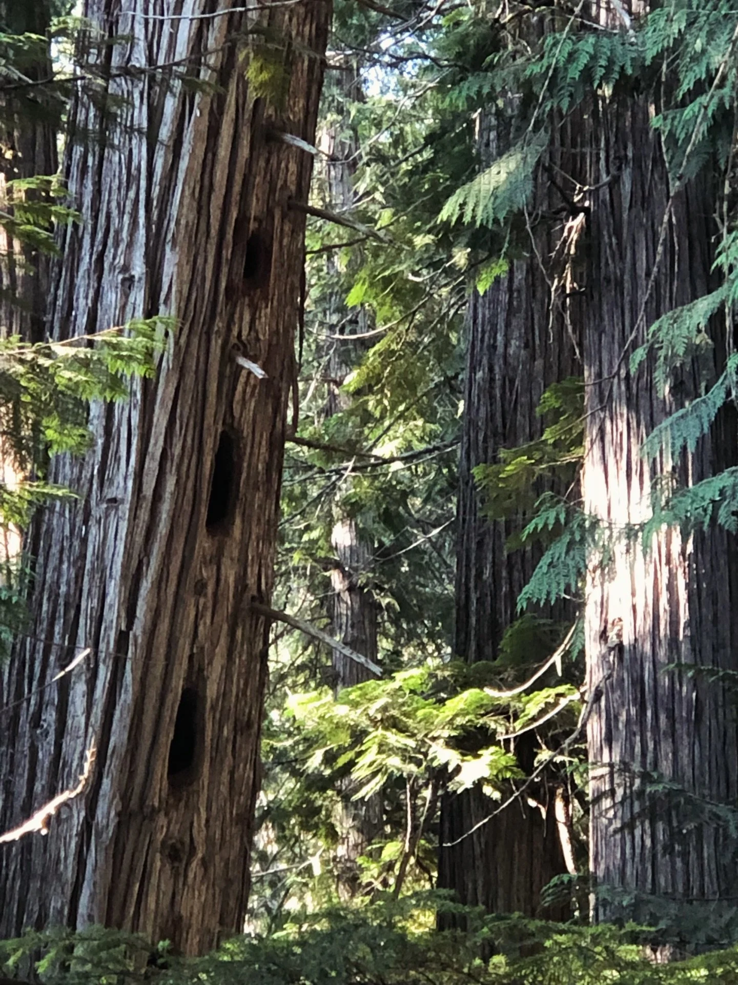 Not every dead tree is a problem&hellip;
Some are actually apartments.

Those holes you see? Woodpeckers start them &mdash; but dozens of species move in after: owls, chickadees, bats, squirrels, and even beneficial insects.

We call these habitat tr