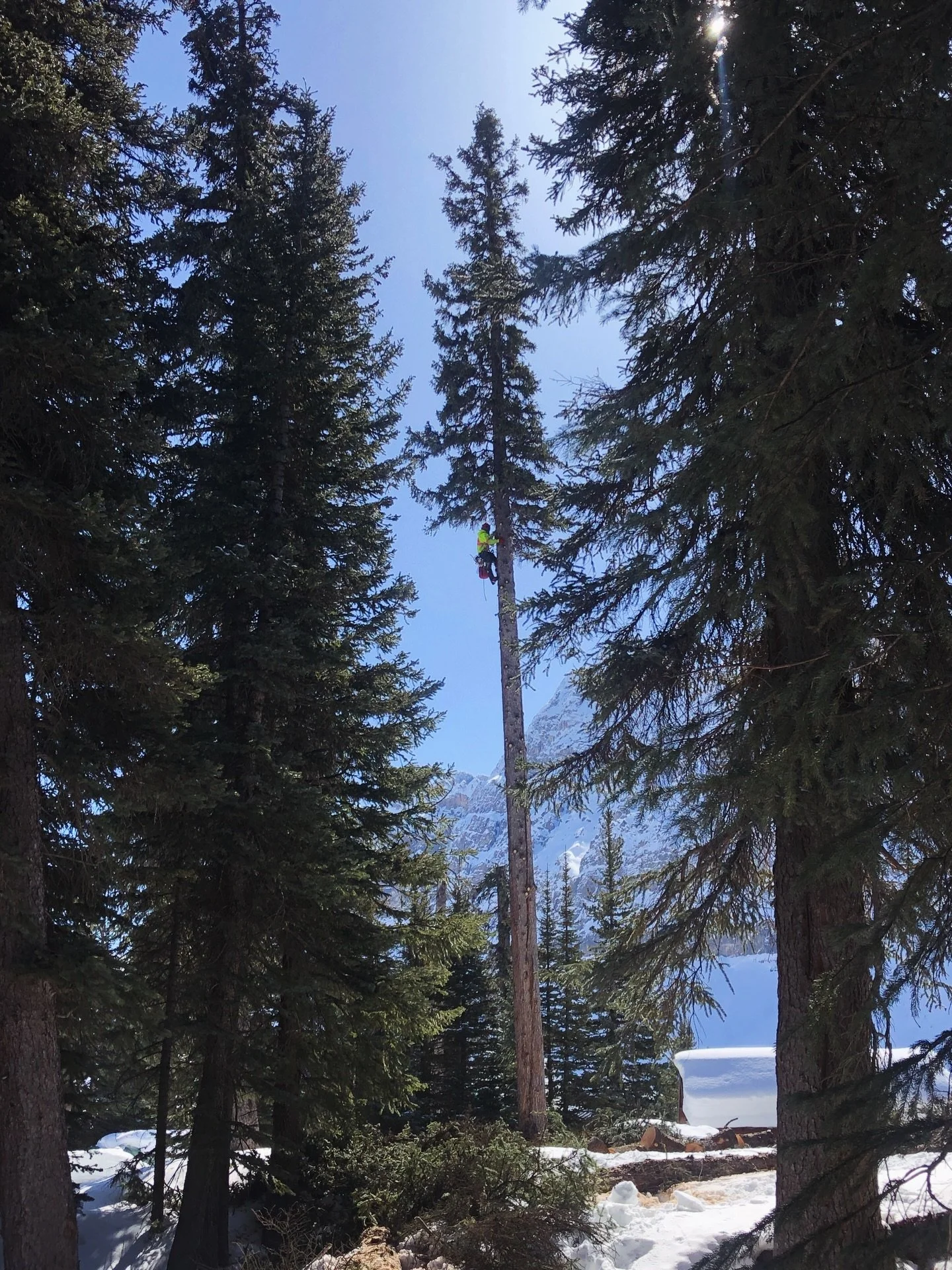 🌲 Tree Removal &amp; Bird Nesting Season 🦅 

Spring means nesting season. In BC, most birds nest from late March through August, and active nests are legally protected.

Before any removal during this window, trees must be inspected. If a nest is a