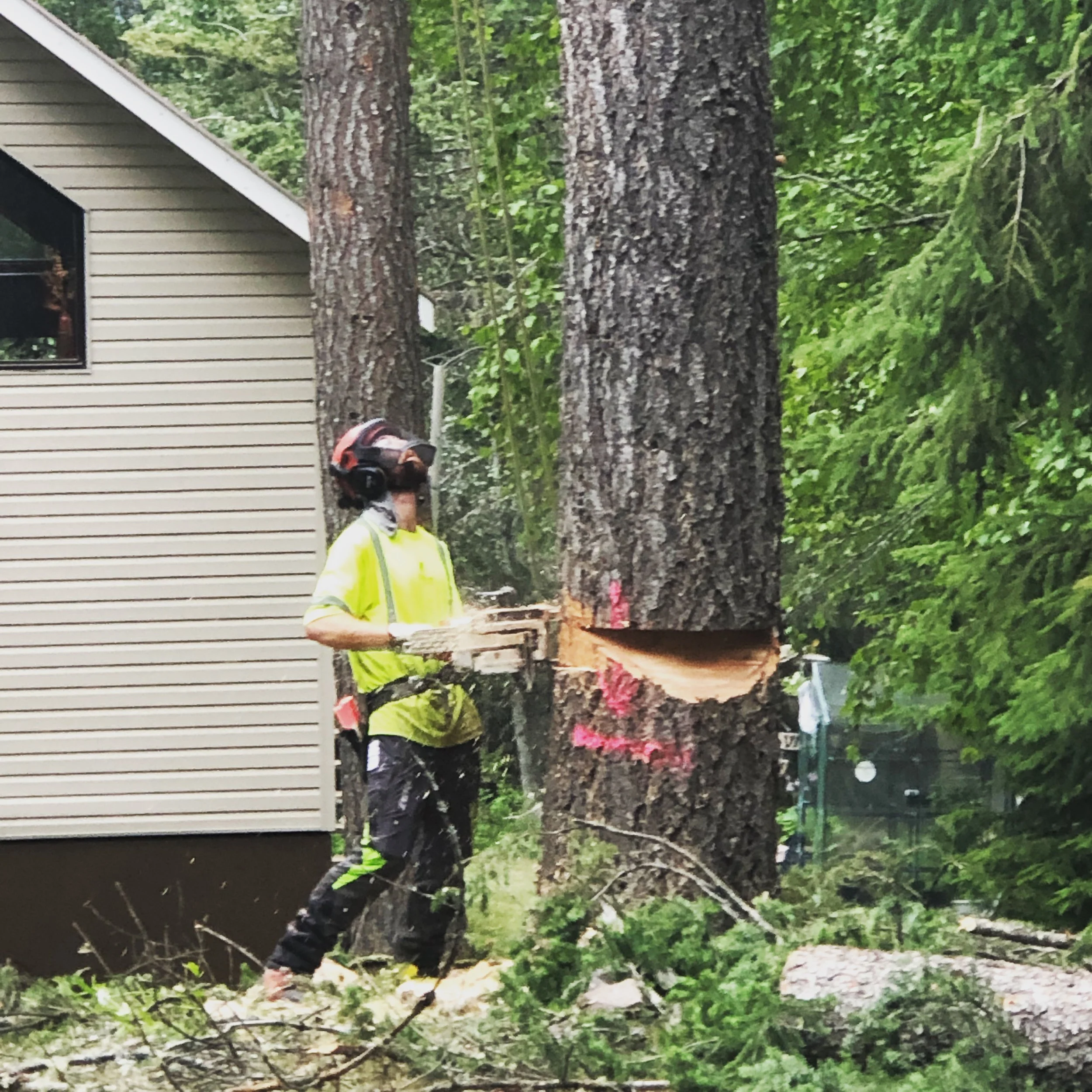 🌲 Certified Tree Falling in British Columbia