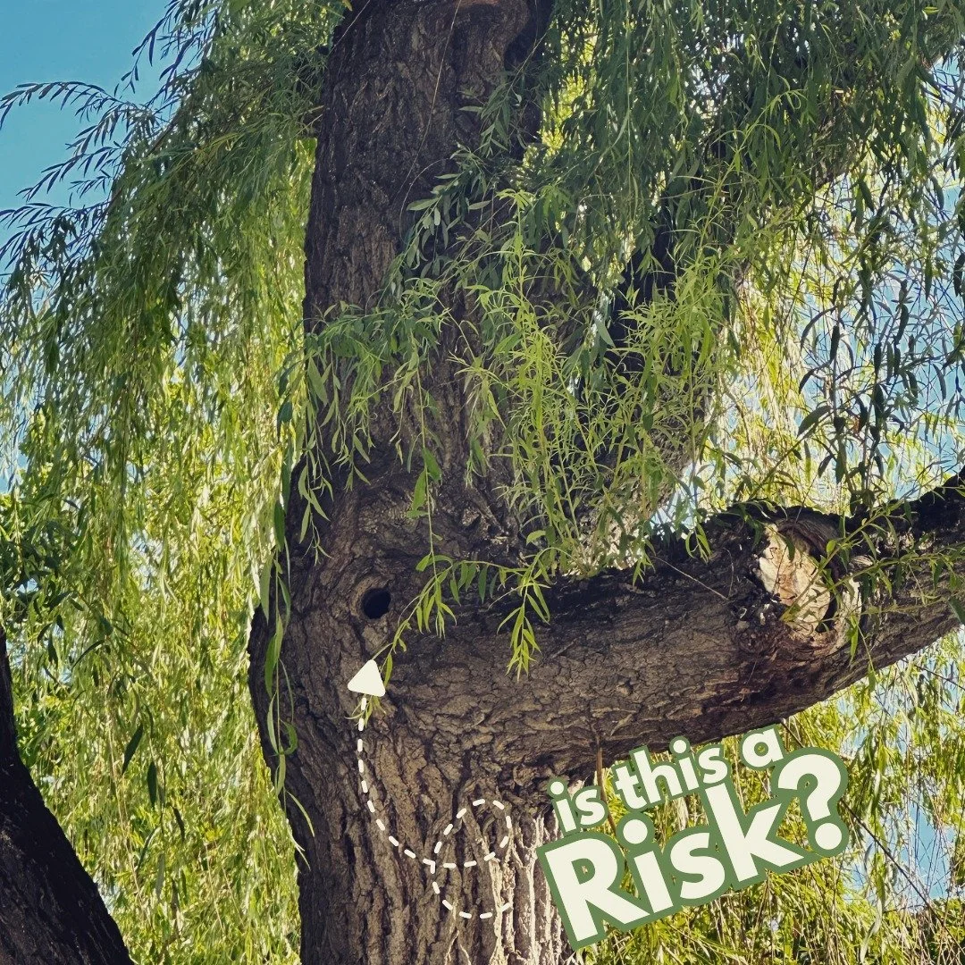 Most homeowners don&rsquo;t realize this until it&rsquo;s too late&hellip;

That small hole?
It&rsquo;s not just cosmetic.

It can be a sign of internal decay&mdash;right where the tree carries load.

And when decay sits at a major union like this, y