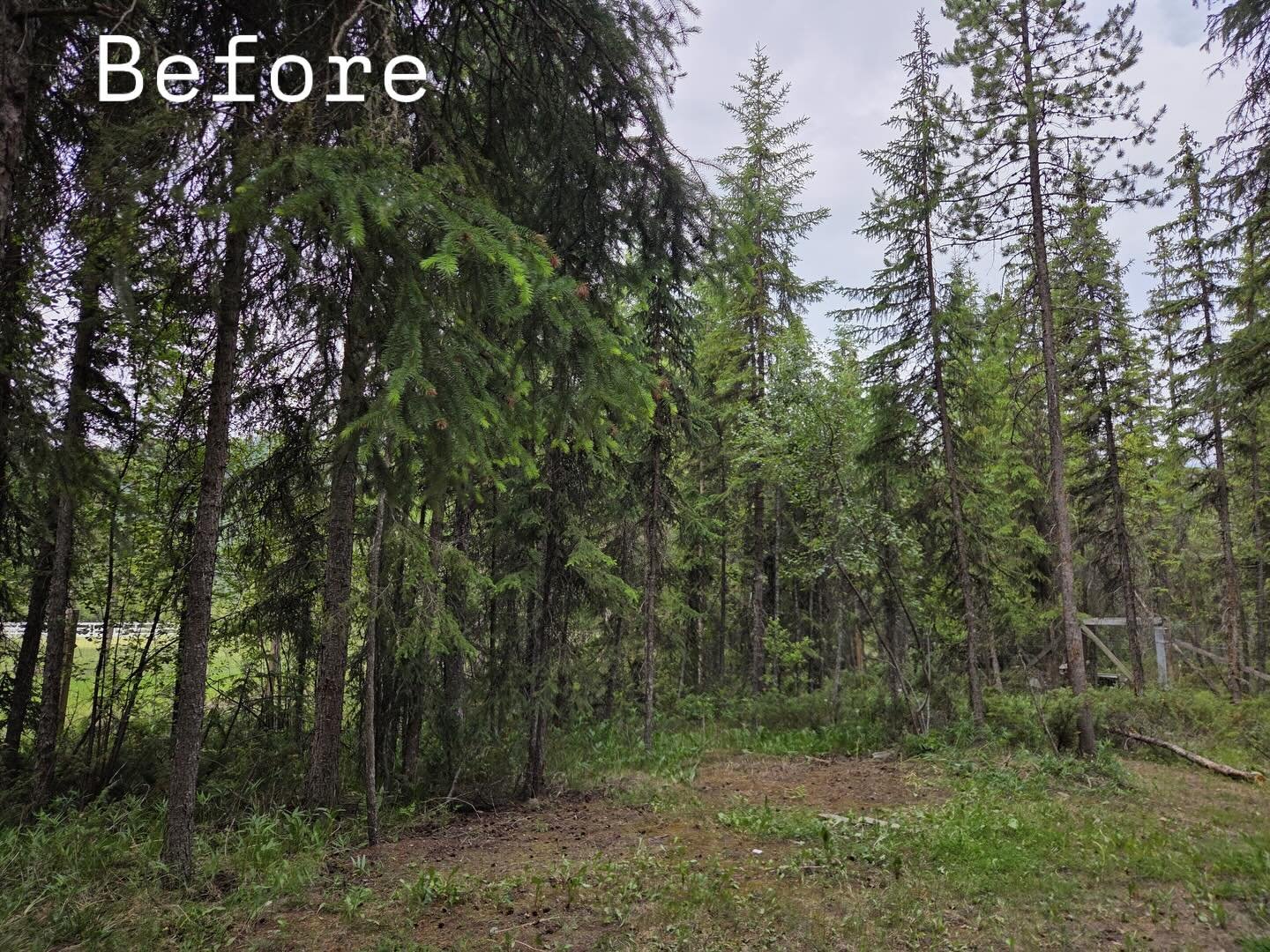 Fire season is coming. 🔥

Project proof from last summer in Golden, BC. 📍

Unkept section. Ladder fuels building up. 🌲

Cleaned up and spaced out to meet FireSmart 🔥 recommendations.

More resilient&mdash;and a better property because of it. 💪

