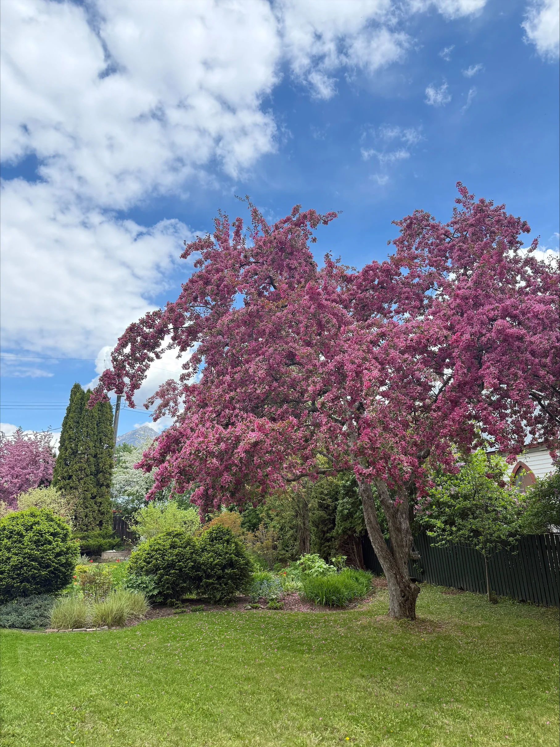 🌸 Spring Tree Care Starts Now: What to Do Before Your Landscape Fully Blooms